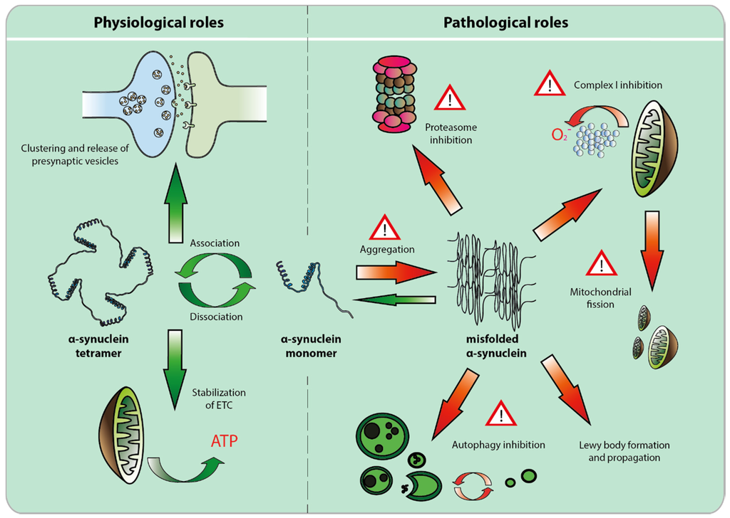Biomolecules 05 02675 g001 1024