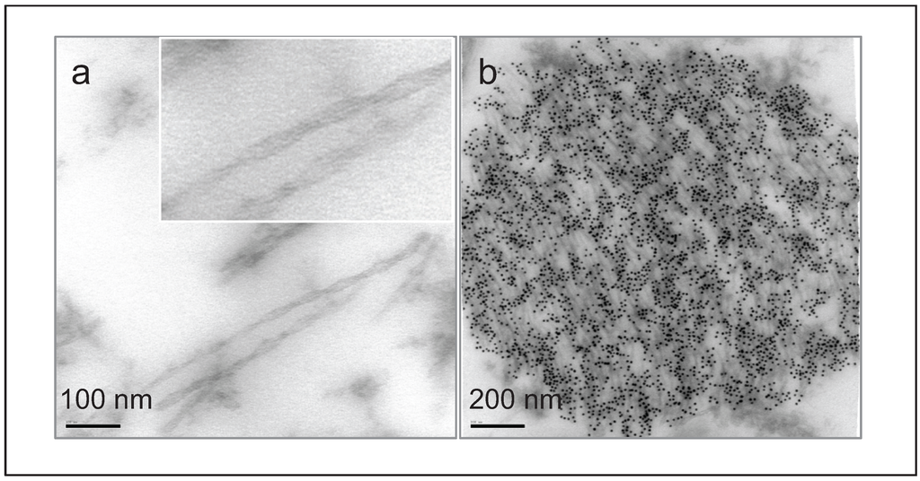 Biomolecules 06 00009 g002 1024
