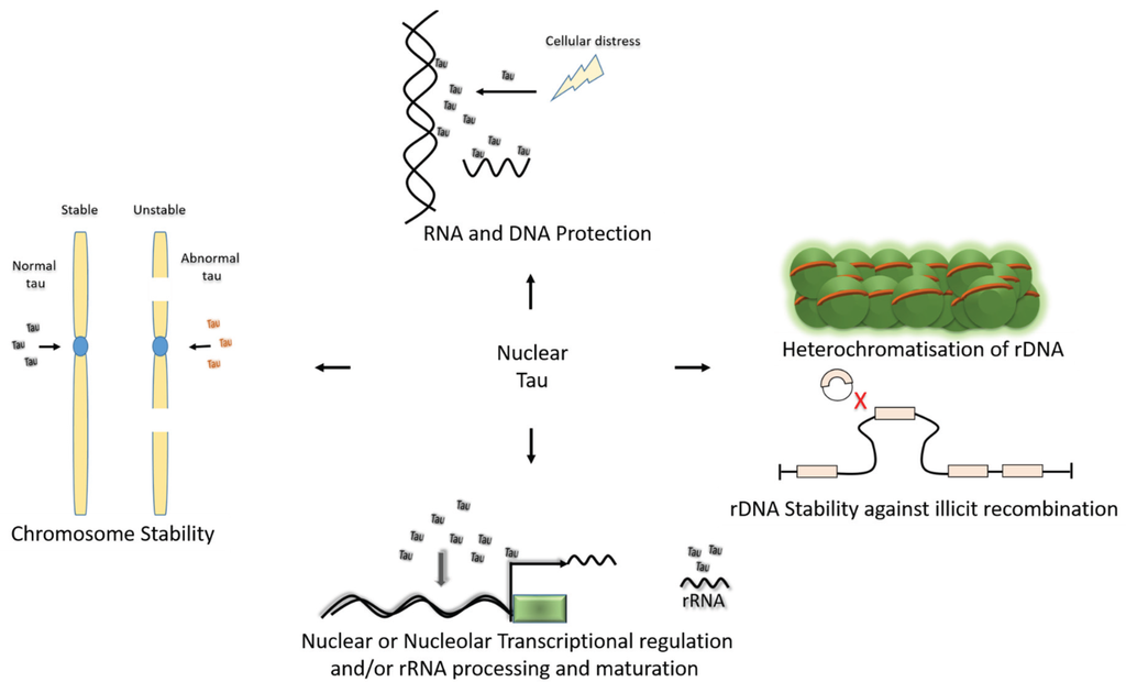 Biomolecules 06 00009 g003 1024