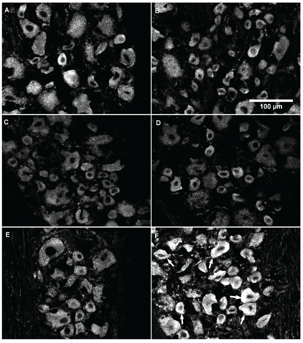 Biomolecules 06 00010 g002a 1024