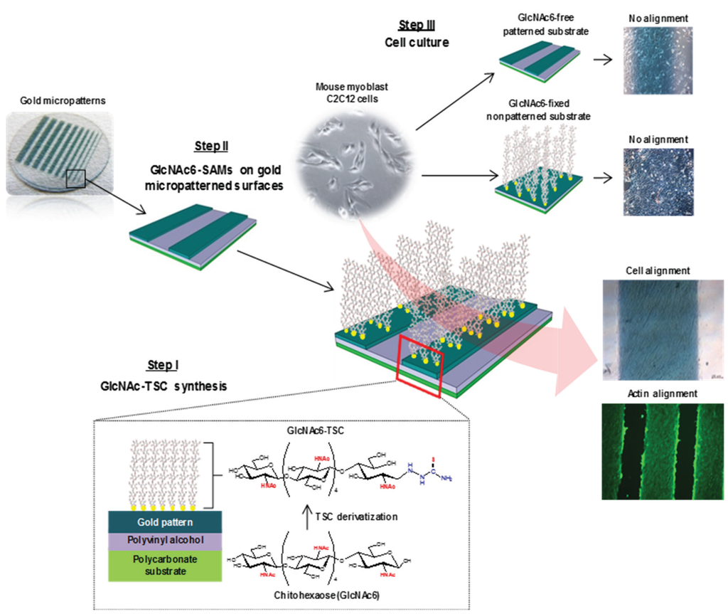 Biomolecules 06 00012 g001 1024