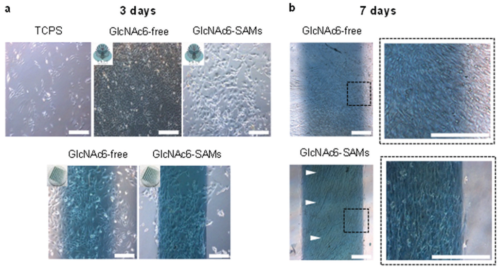Biomolecules 06 00012 g003 1024
