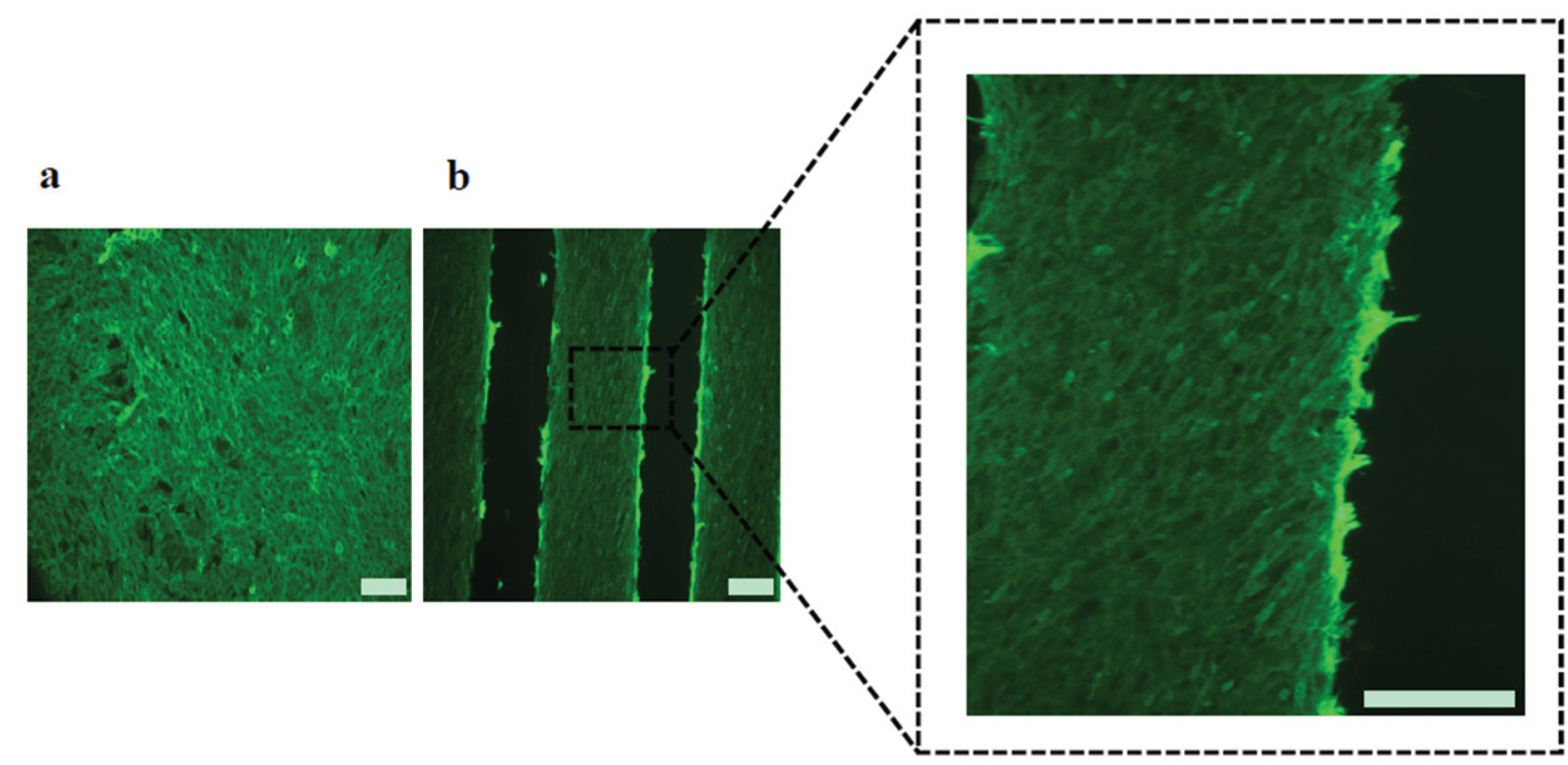 Biomolecules 06 00012 g004
