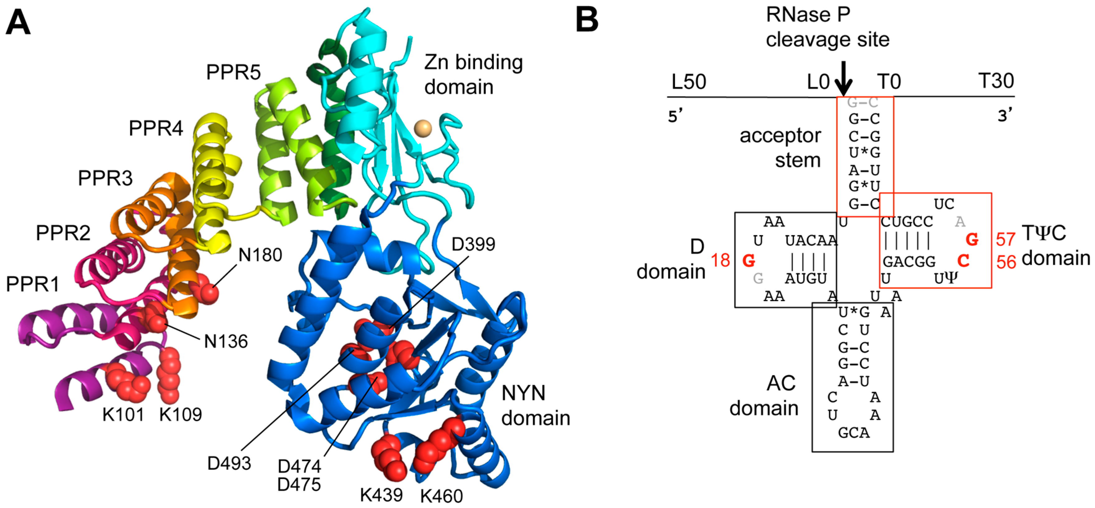 Biomolecules 06 00030 g002
