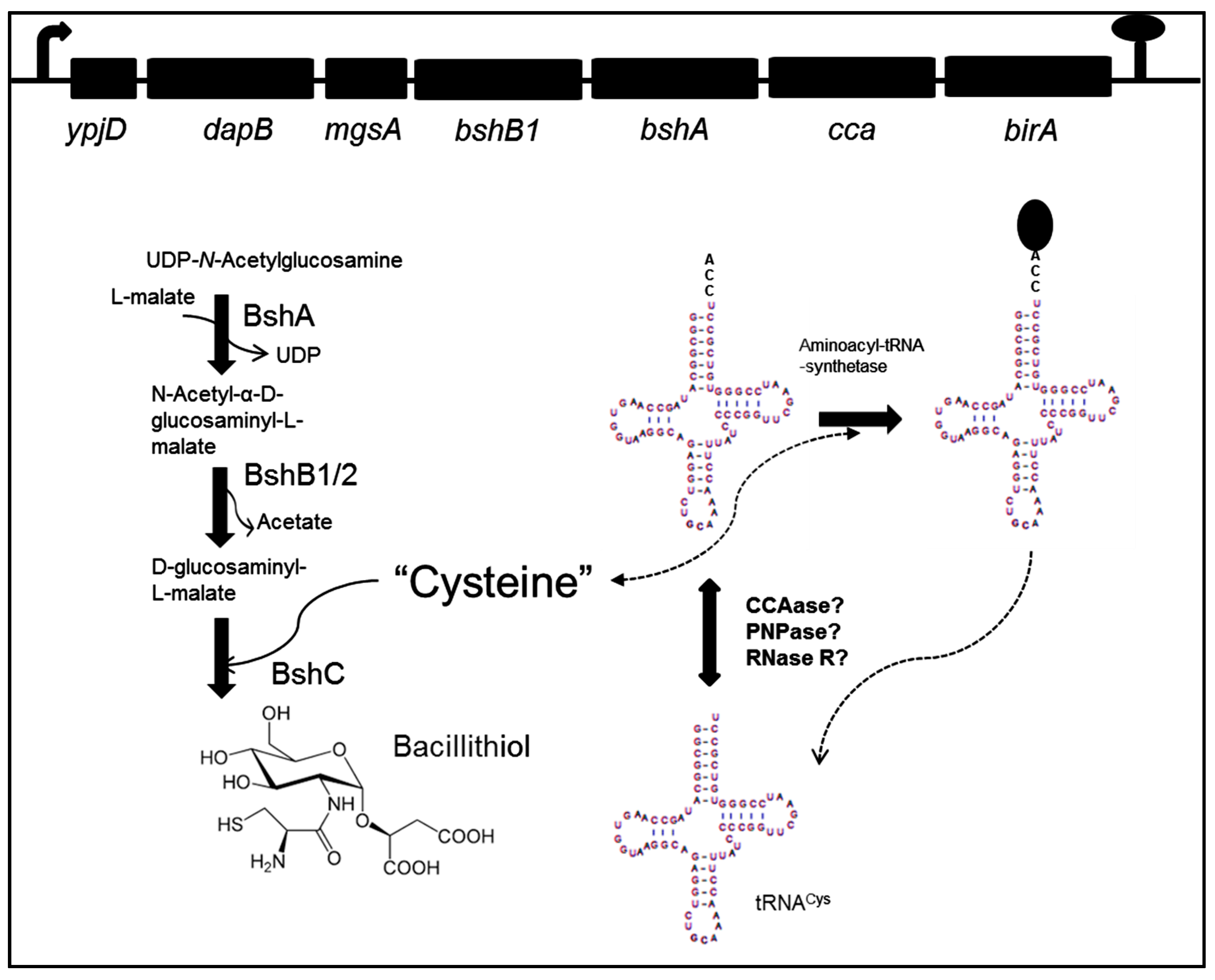 Biomolecules 07 00006 g001
