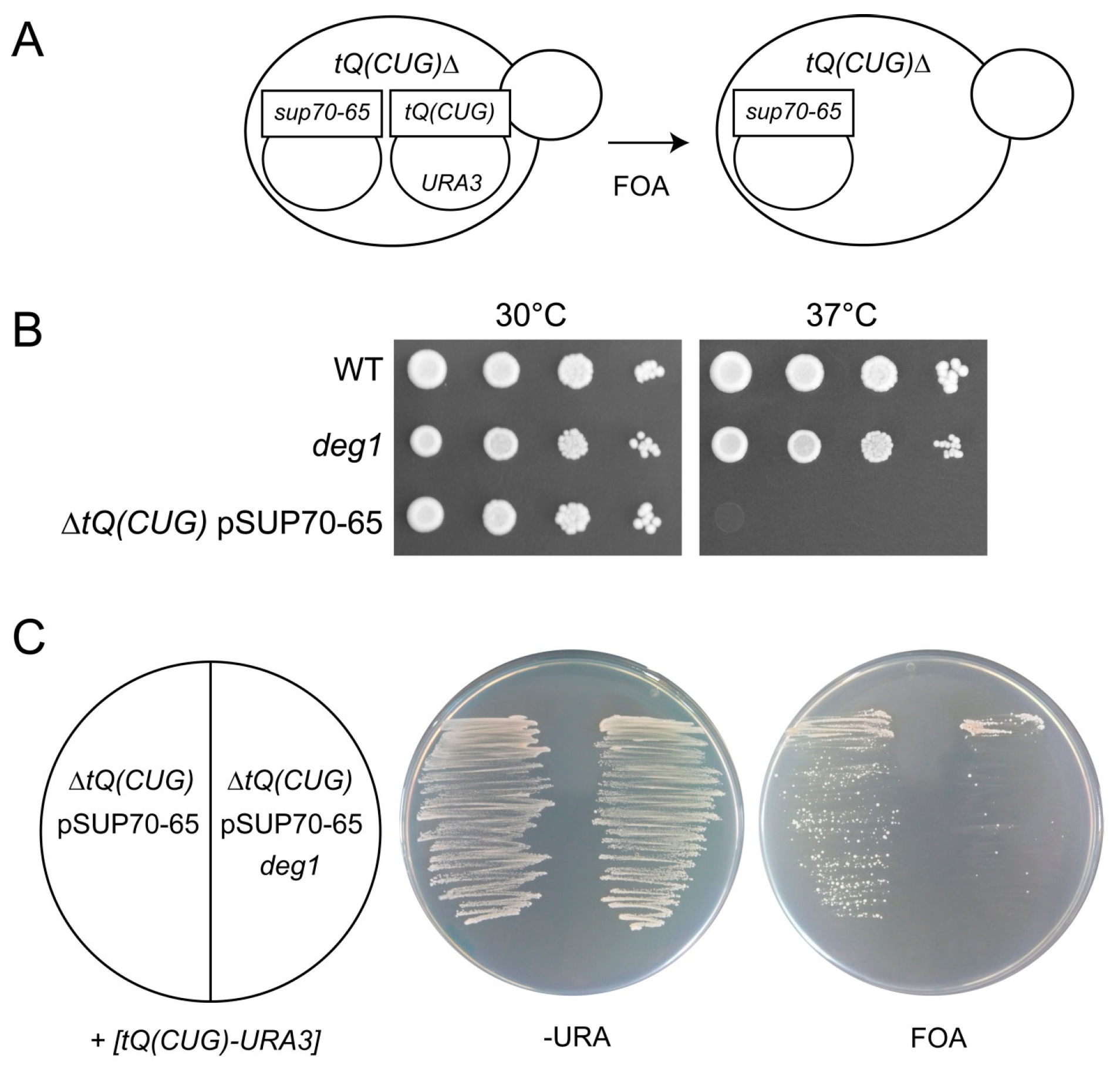 Biomolecules 07 00008 g003