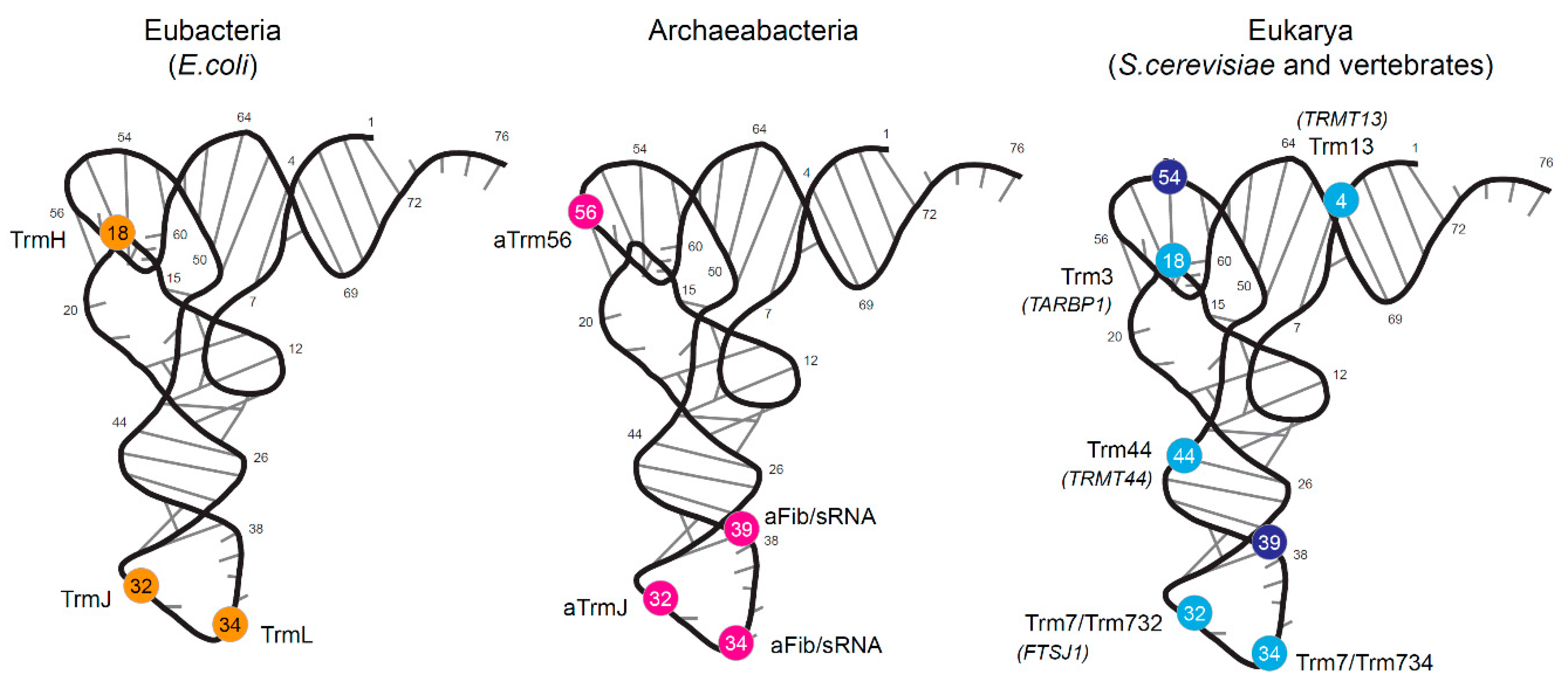 Biomolecules 07 00013 g001