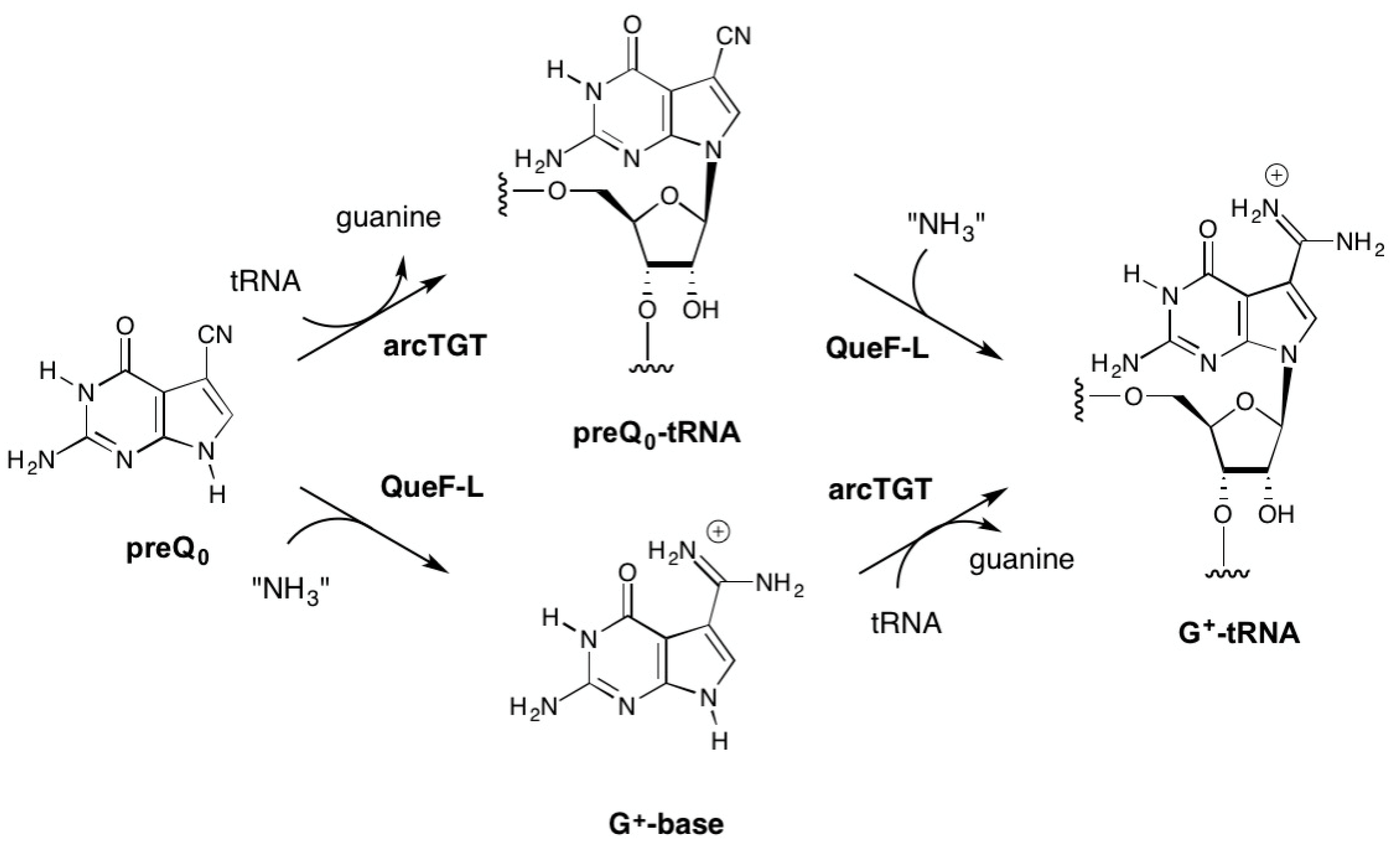 Biomolecules 07 00036 g002