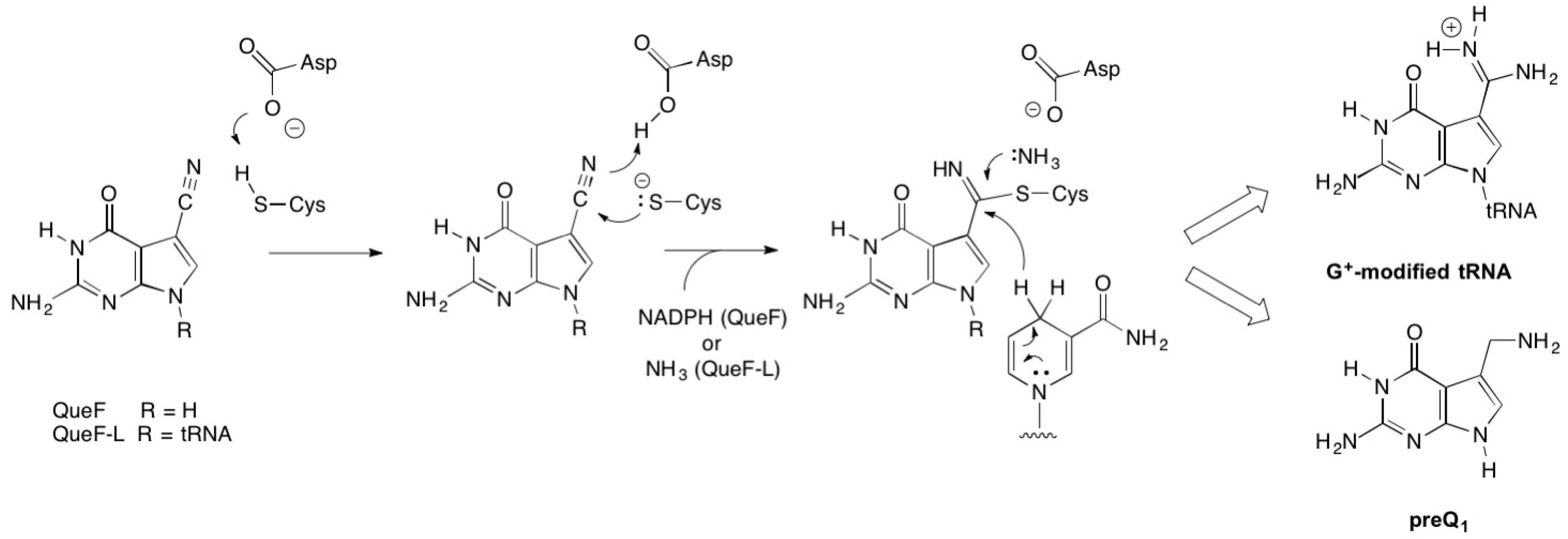 Biomolecules 07 00036 g008