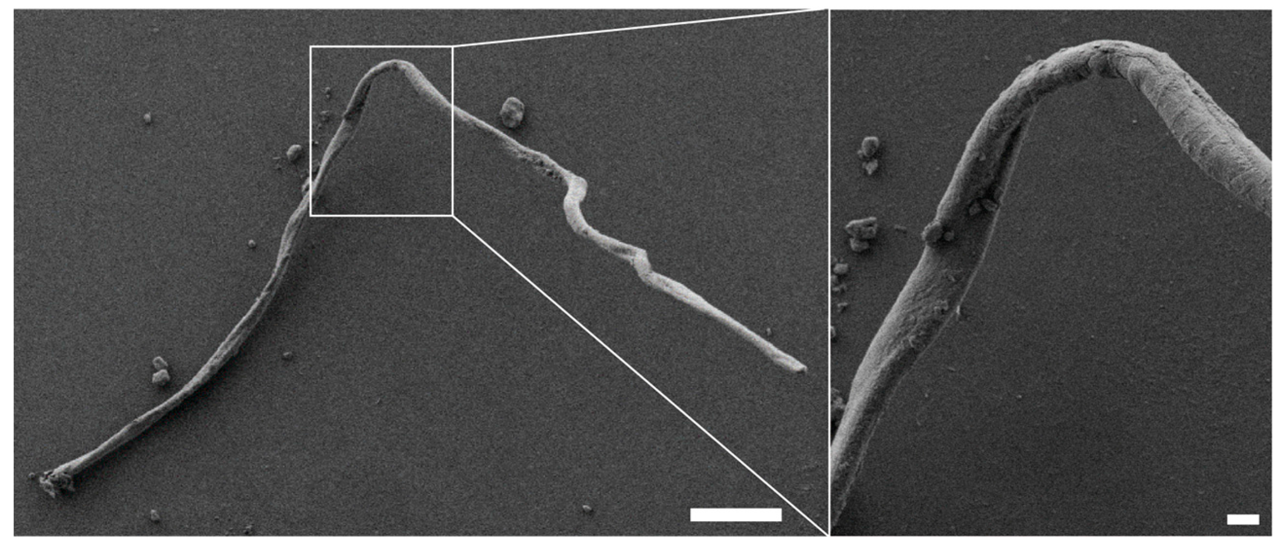 Biomolecules 07 00043 g008