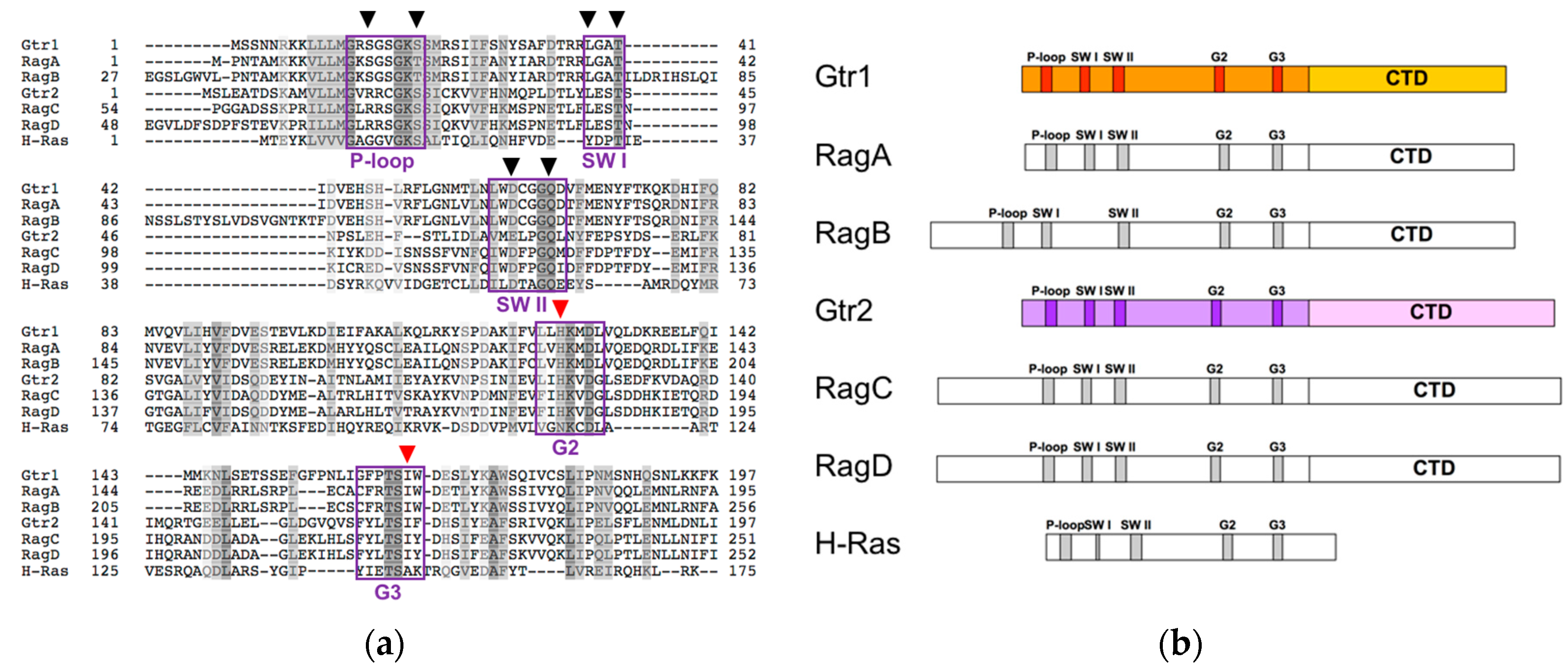Biomolecules 07 00048 g001