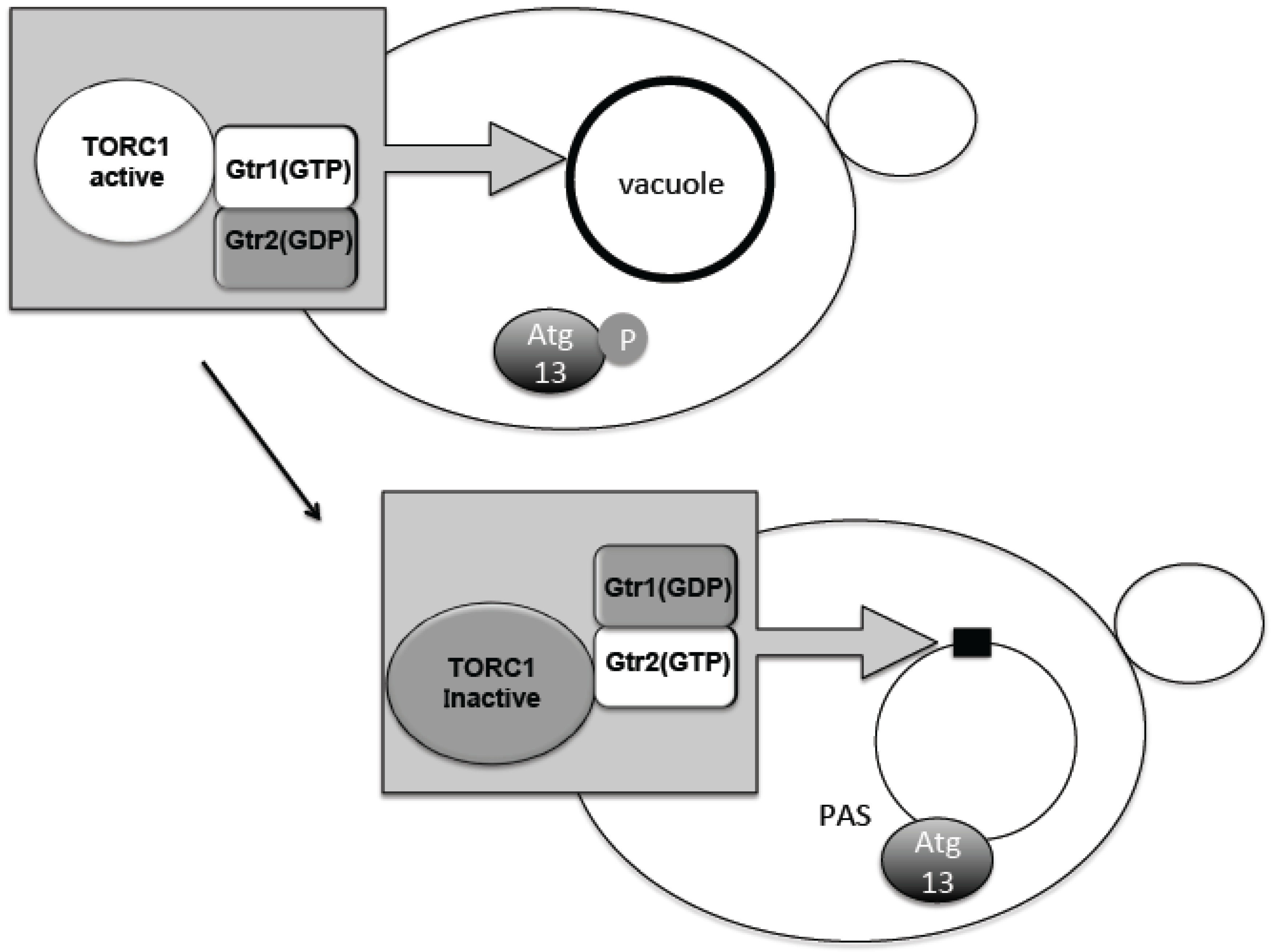 Biomolecules 07 00052 g002