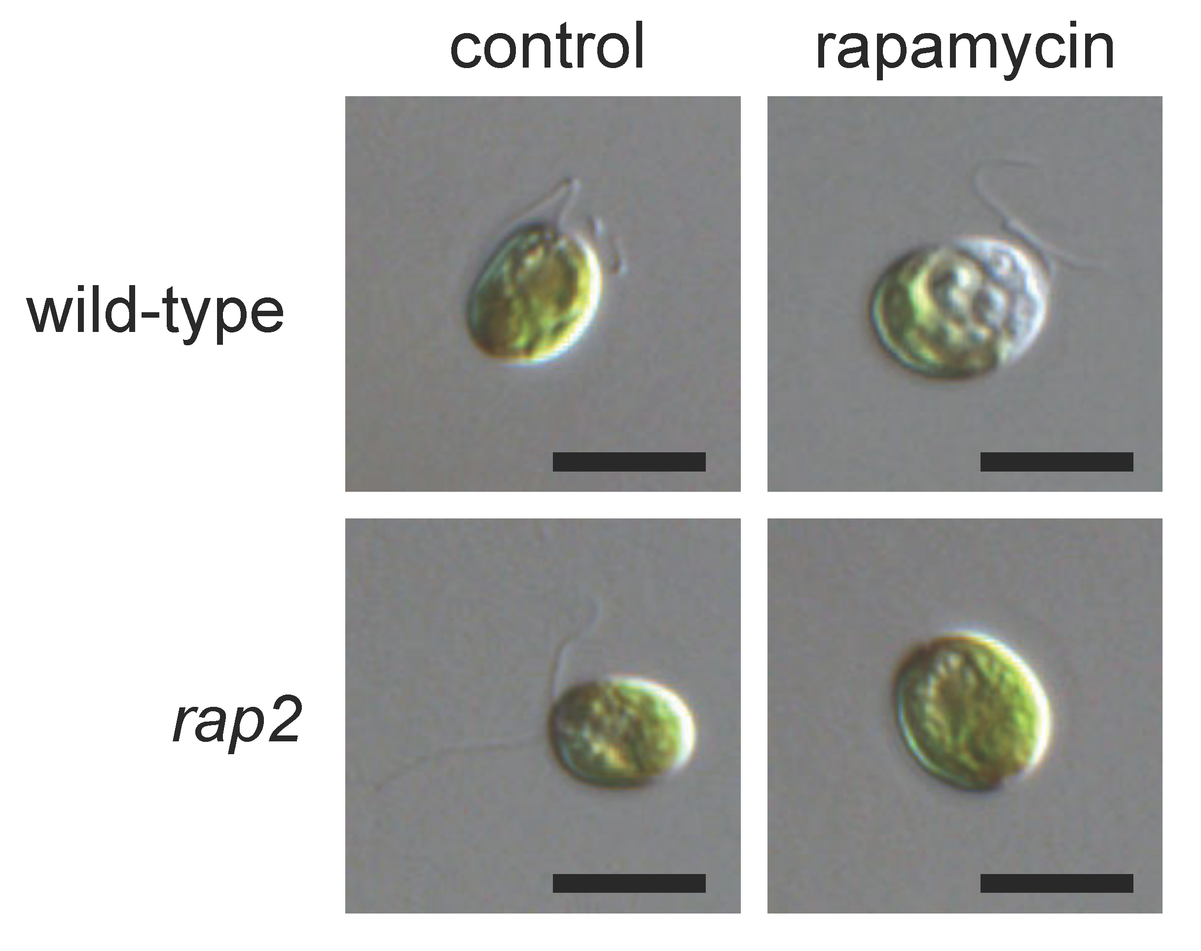 Biomolecules 07 00054 g001 Biomolecules 07 00054 g001