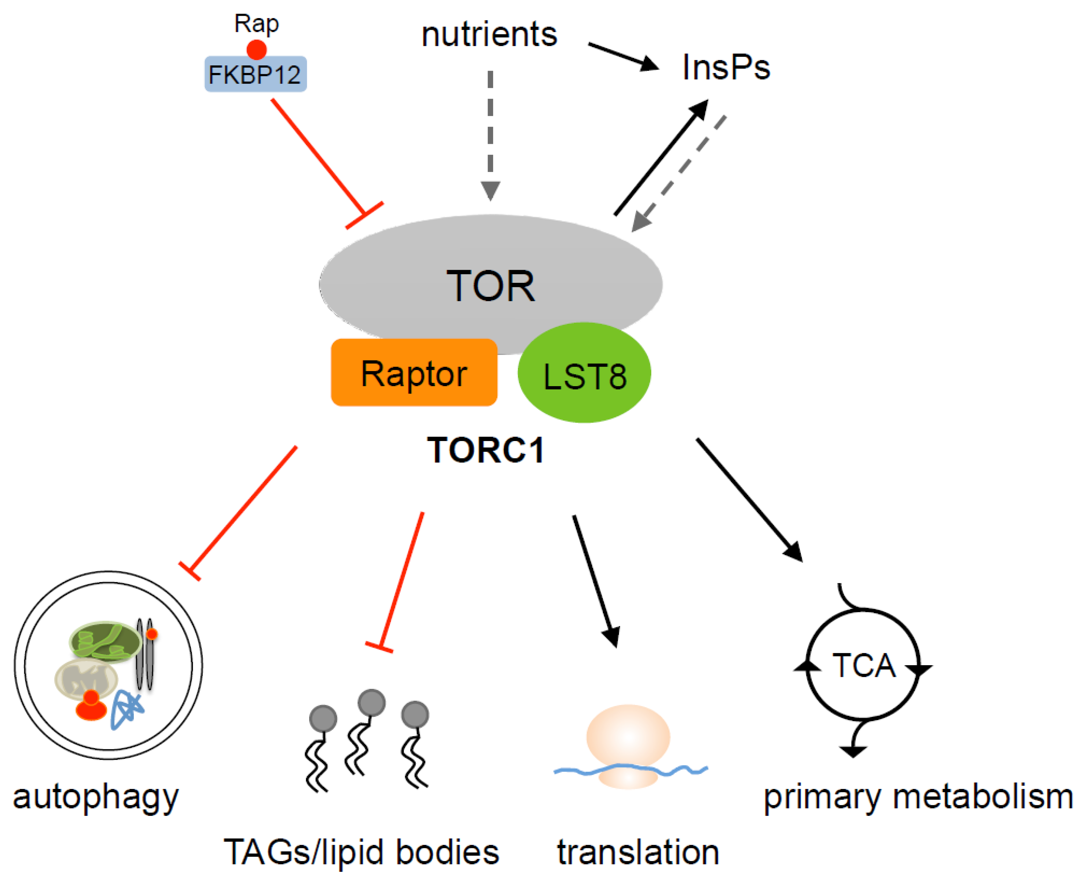 Biomolecules 07 00054 g002 Biomolecules 07 00054 g002