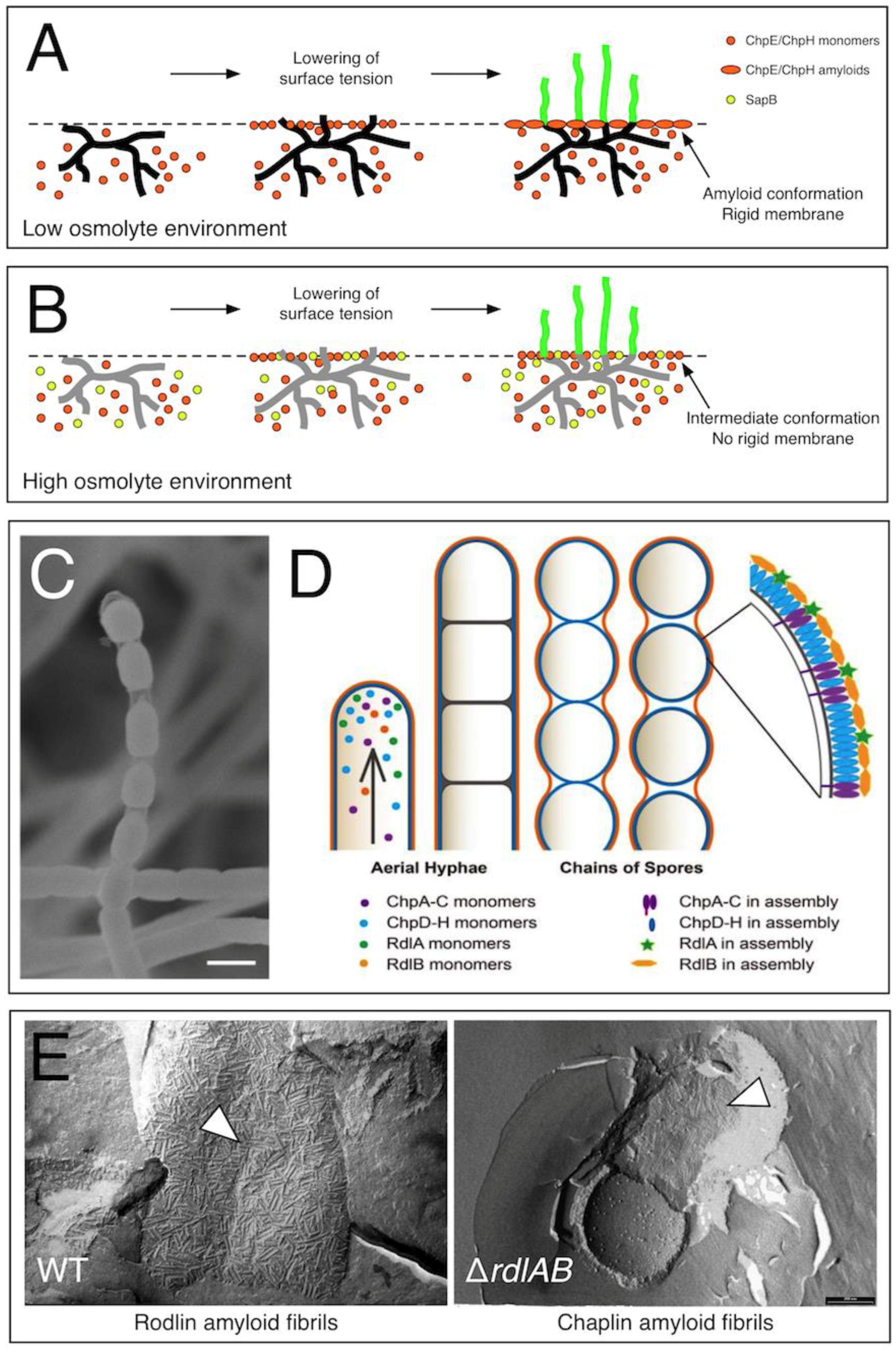 Biomolecules 07 00060 g001 Biomolecules 07 00060 g001