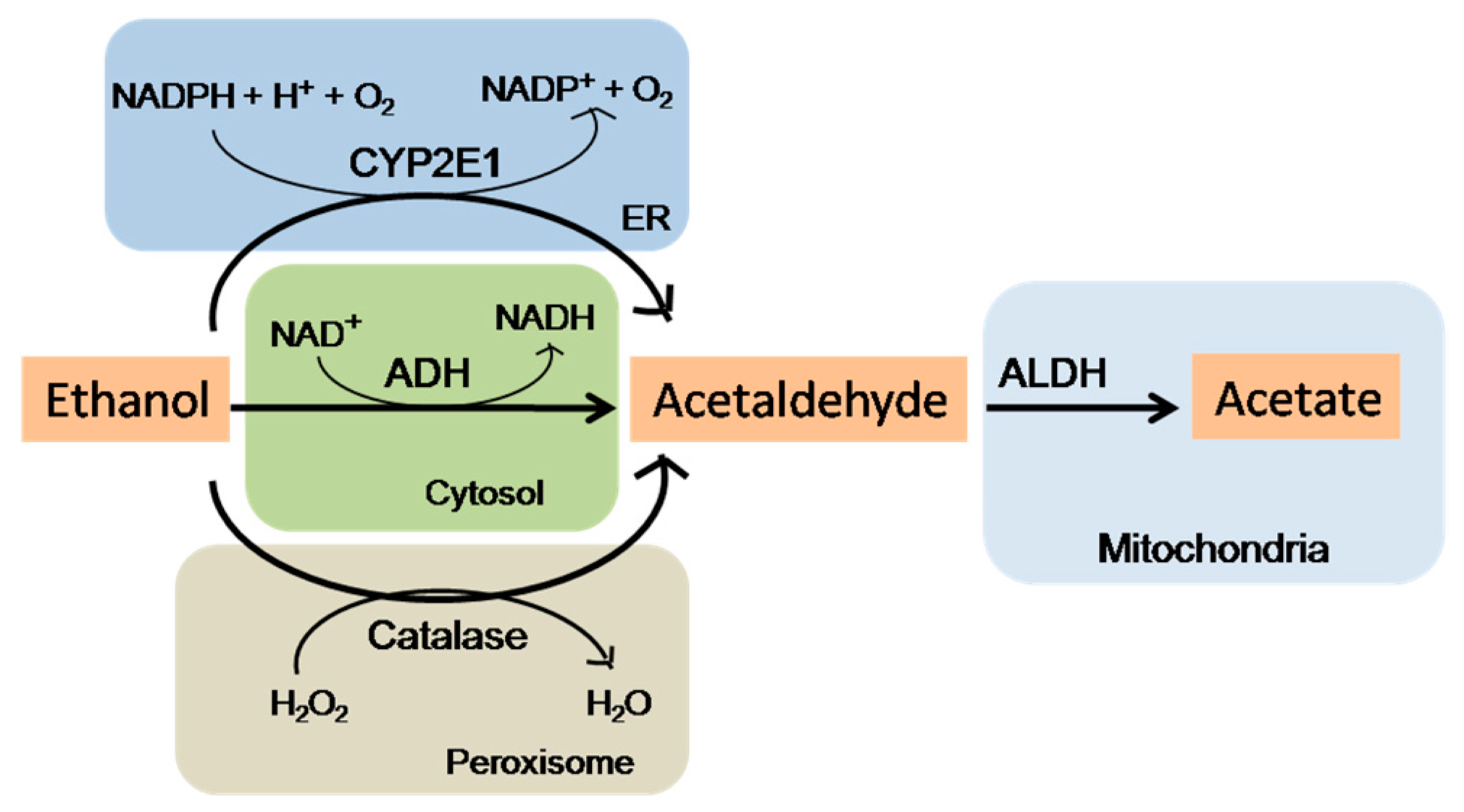 Biomolecules 07 00061 g001 Biomolecules 07 00061 g001