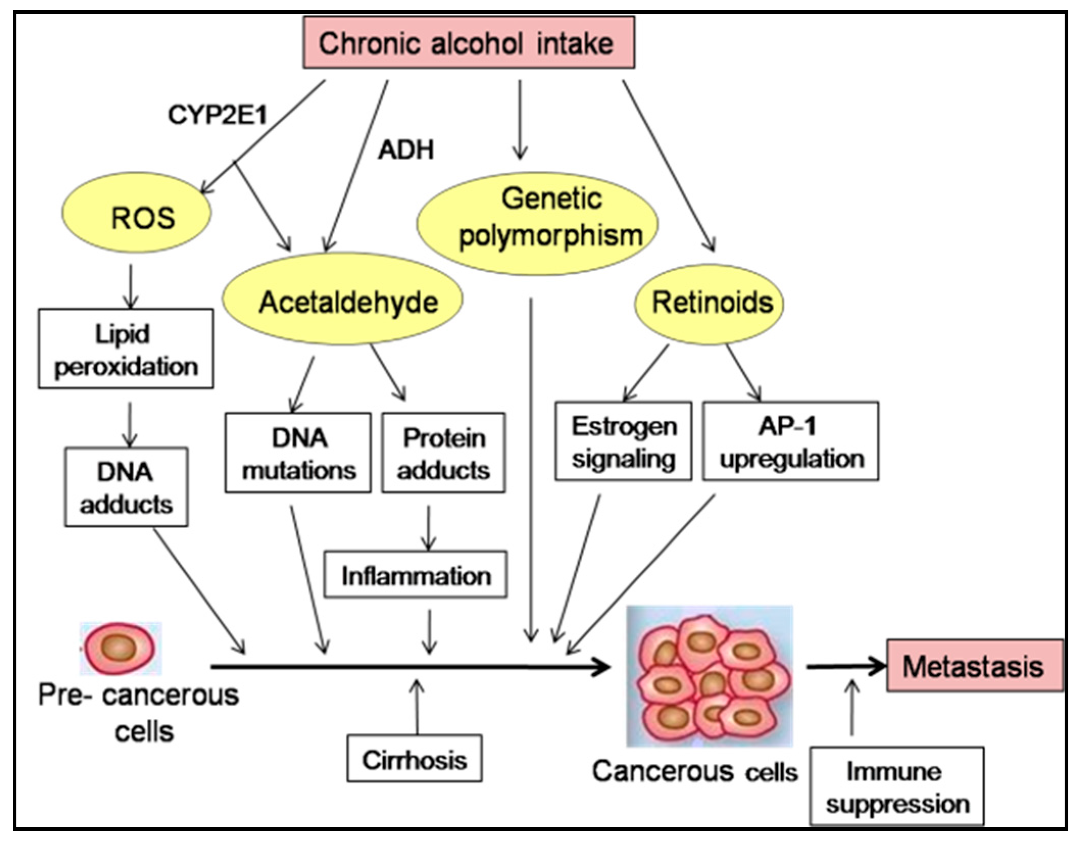 Biomolecules 07 00061 g002 Biomolecules 07 00061 g002
