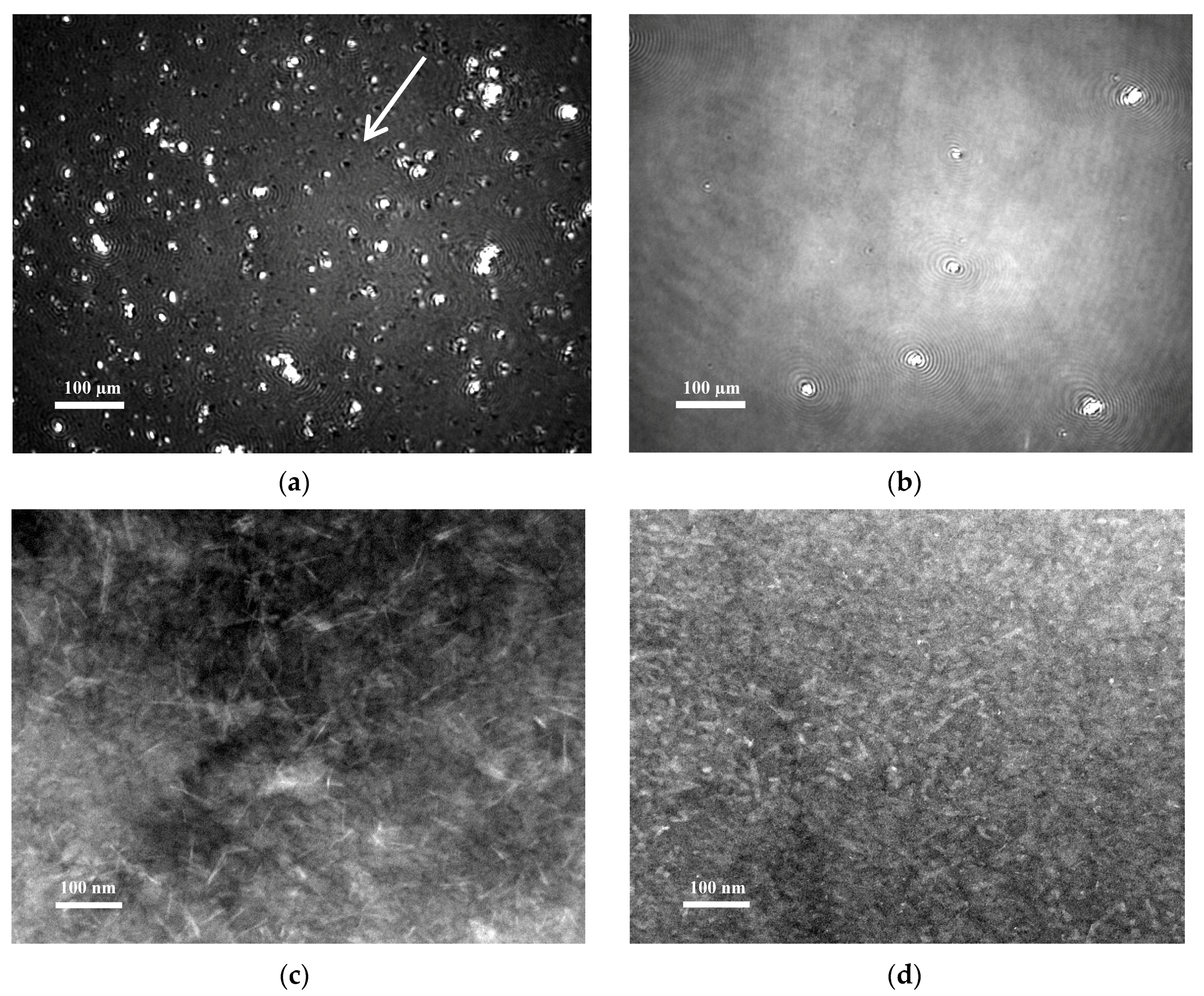 Biomolecules 07 00068 g007