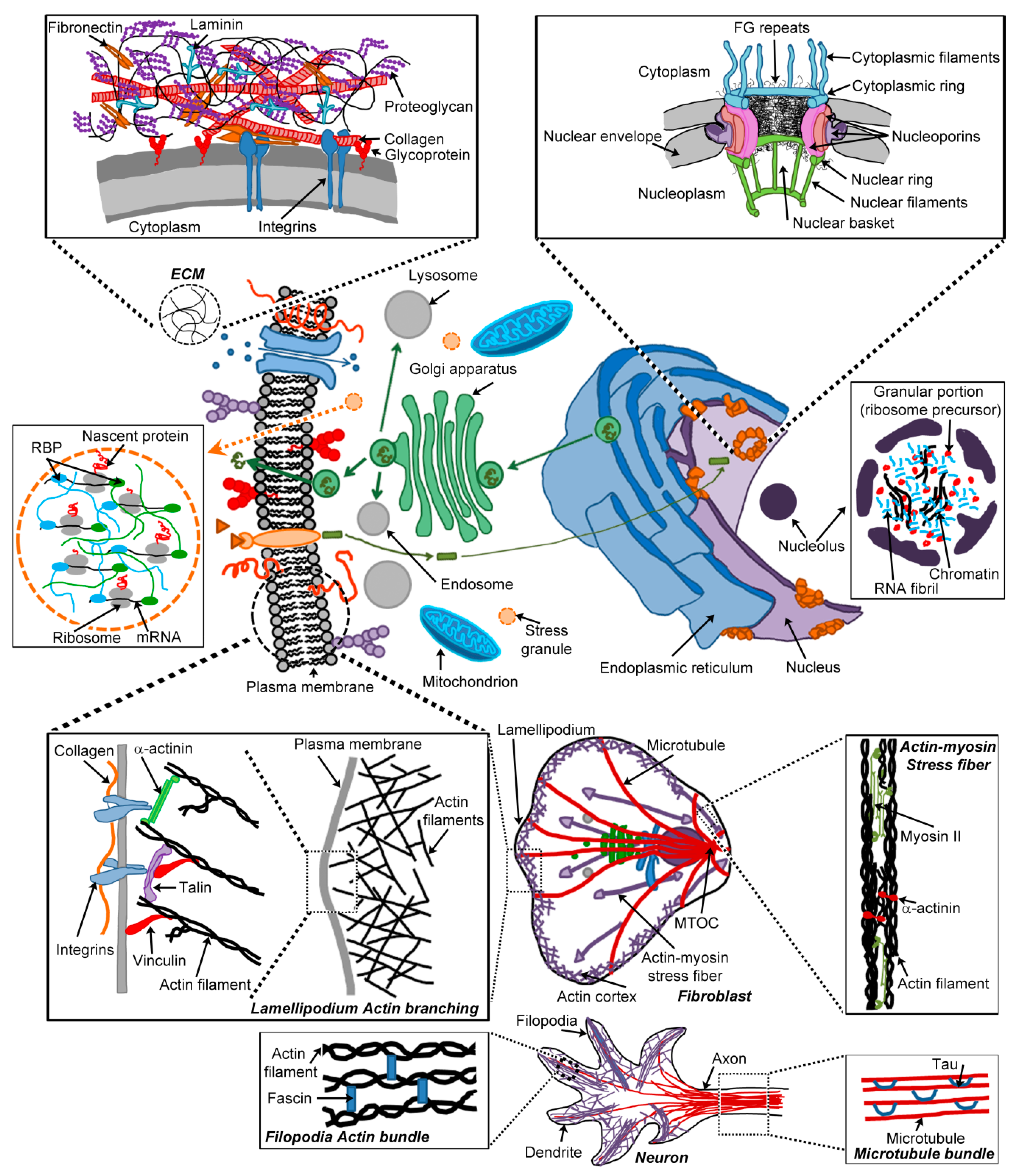 Biomolecules 07 00070 g002 Biomolecules 07 00070 g002