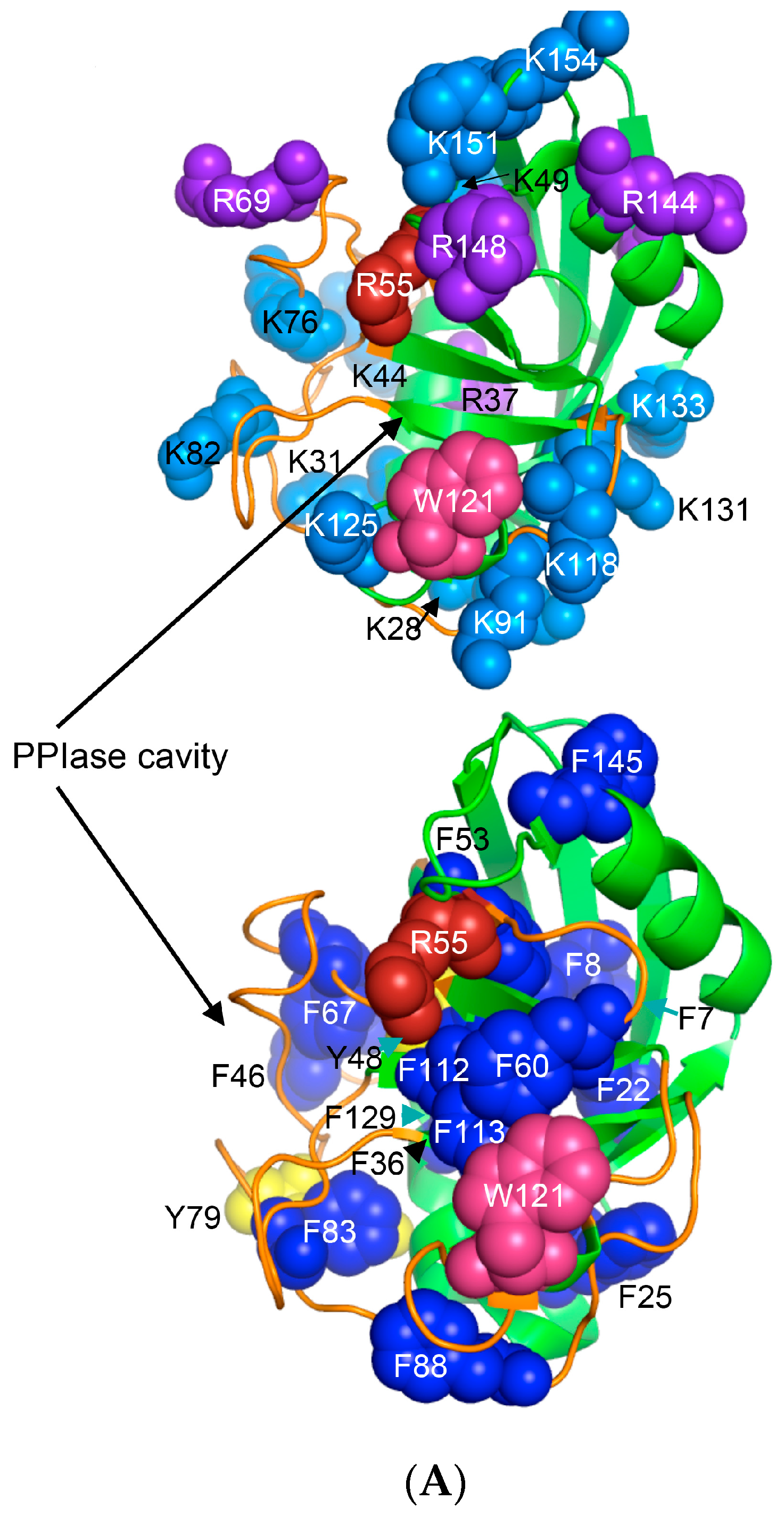 Biomolecules 07 00072 g006a