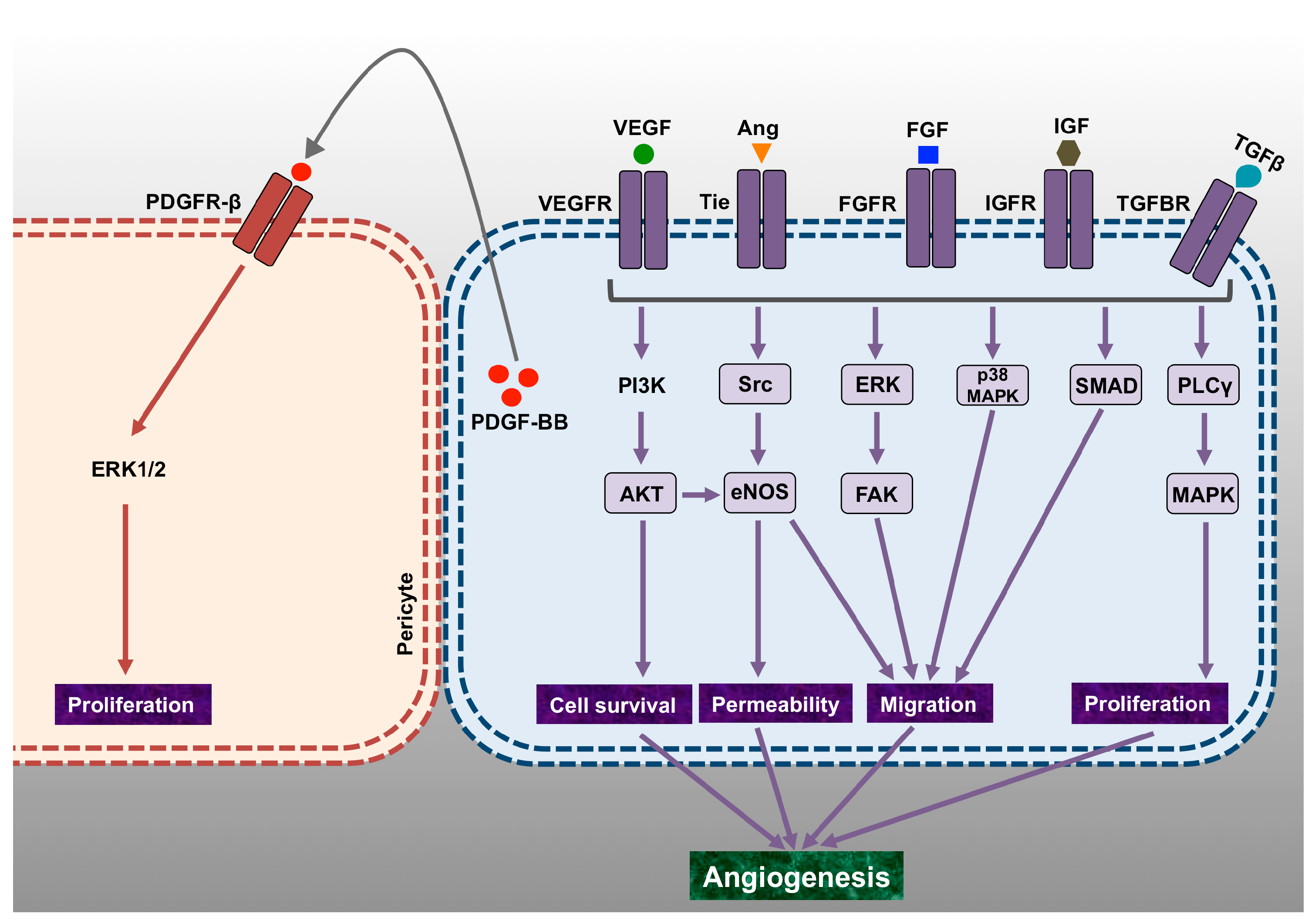 Biomolecules 07 00074 g002 Biomolecules 07 00074 g002