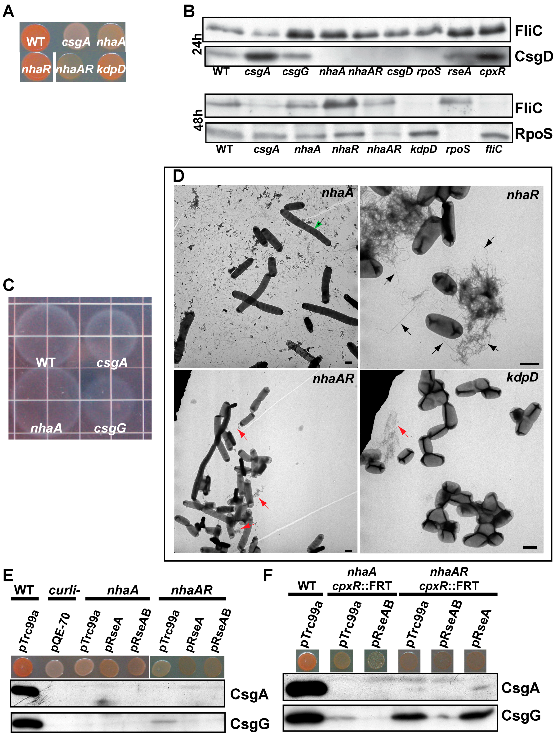 Biomolecules 07 00075 g005
