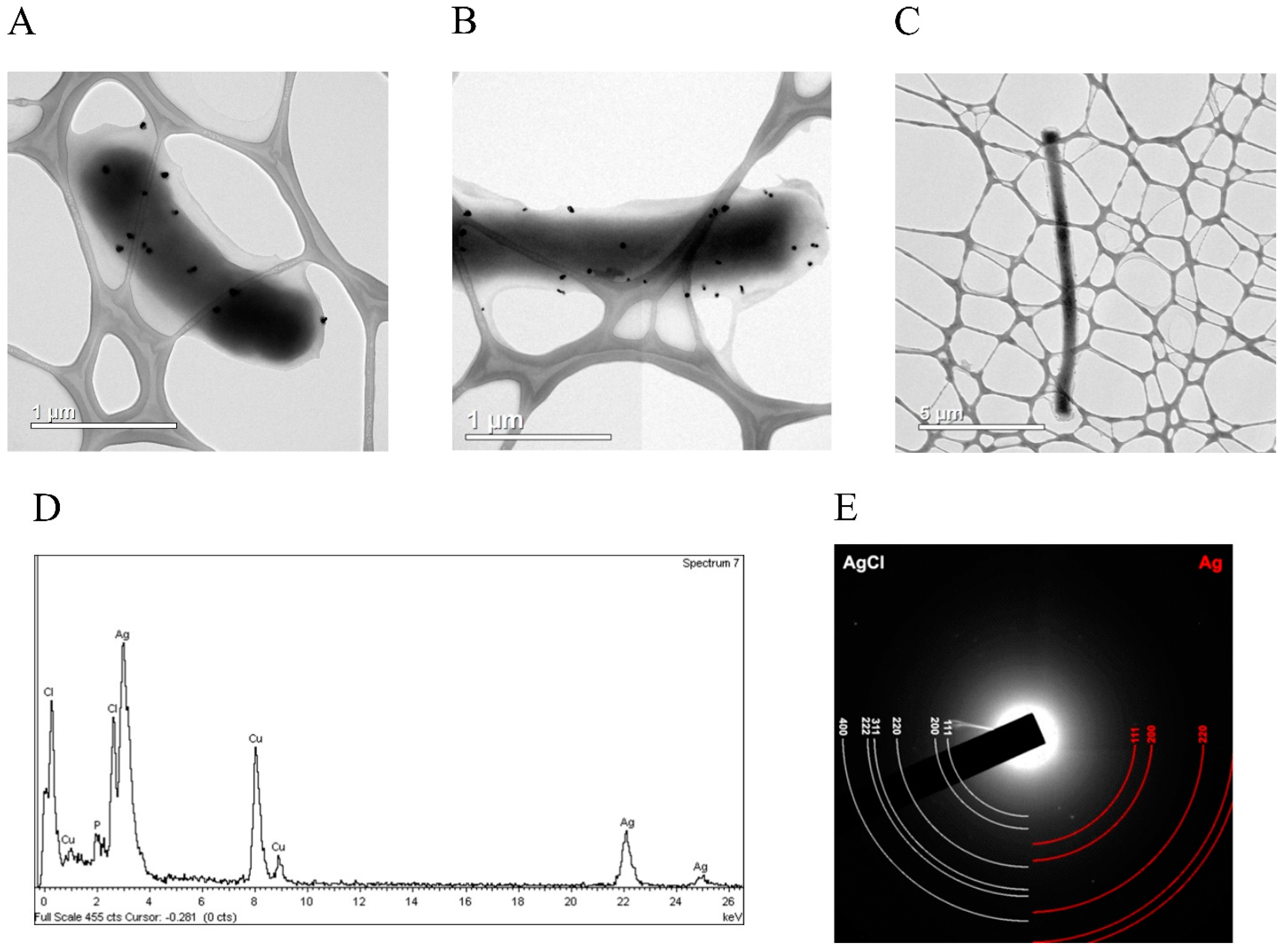 Biomolecules 07 00078 g007