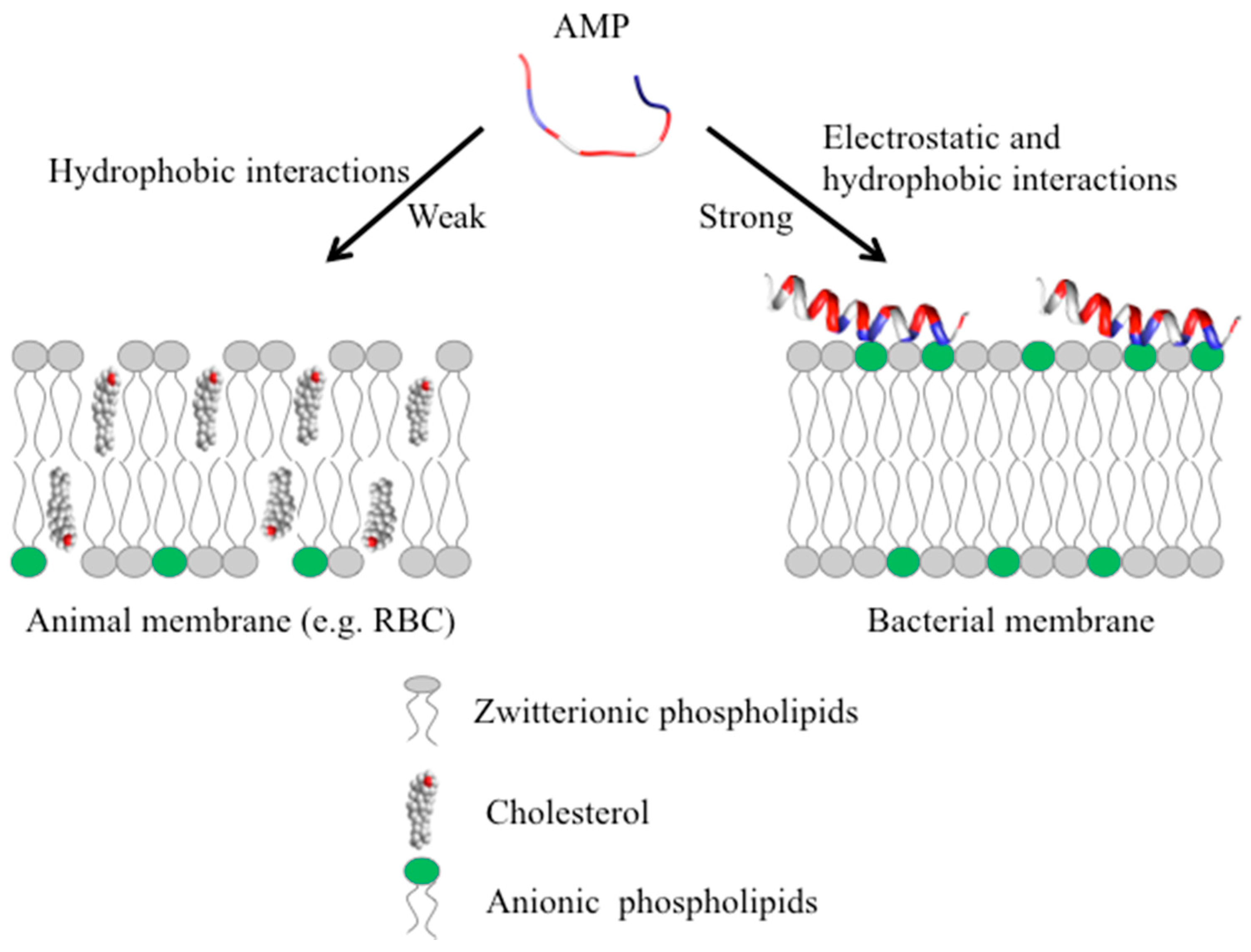 Biomolecules 08 00004 g004