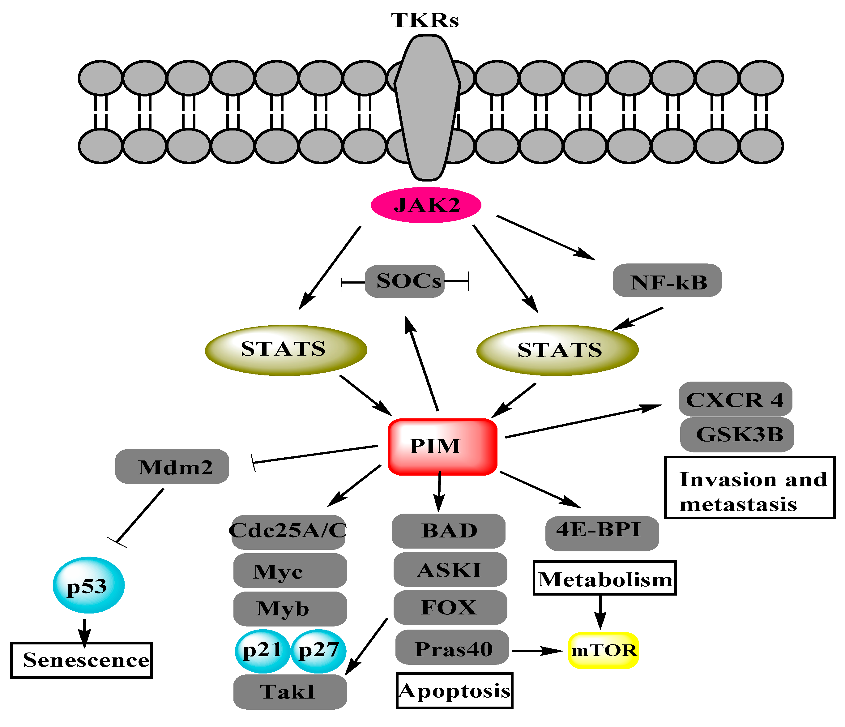 Biomolecules 08 00007 g001