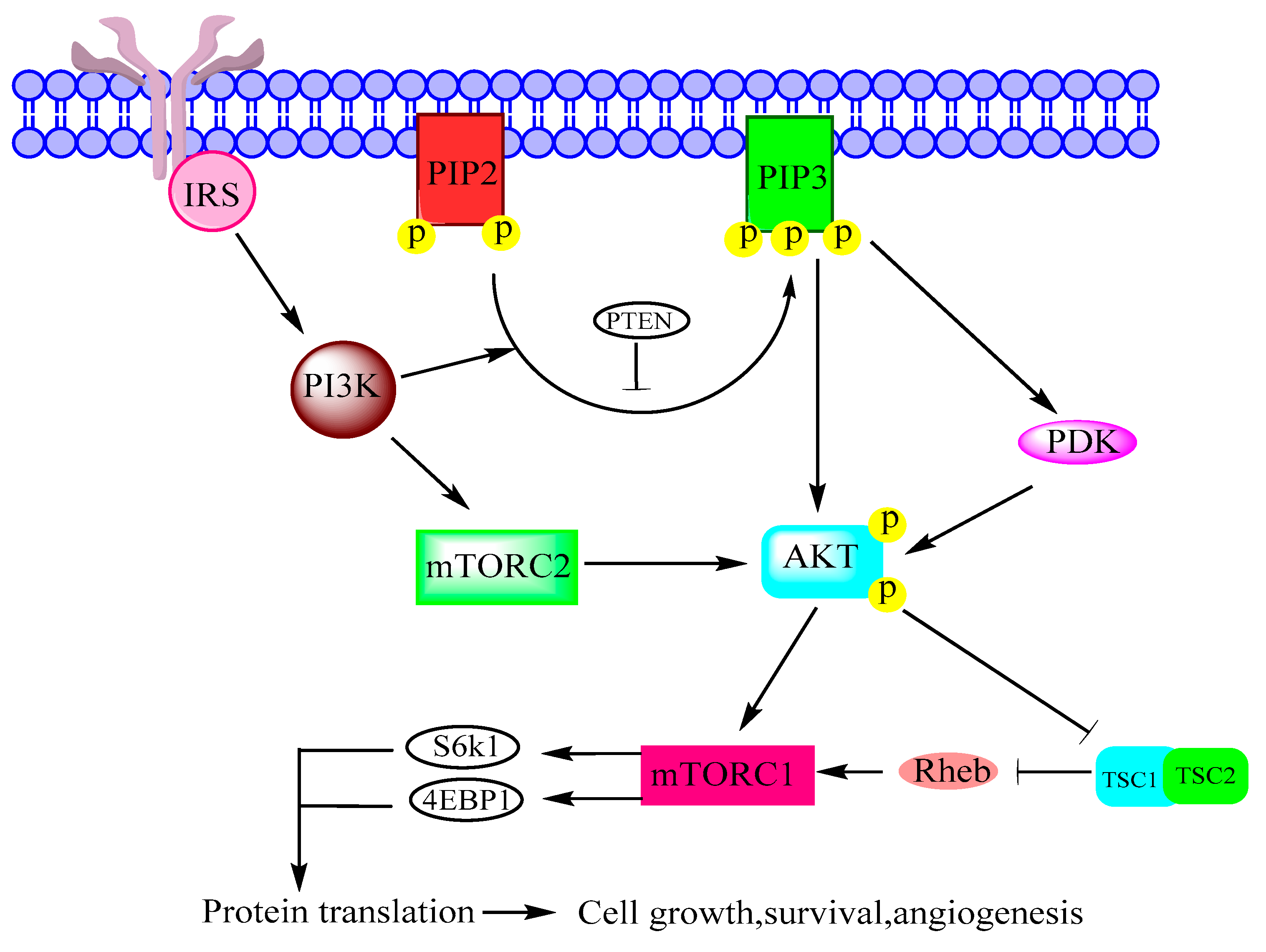 Biomolecules 08 00007 g002