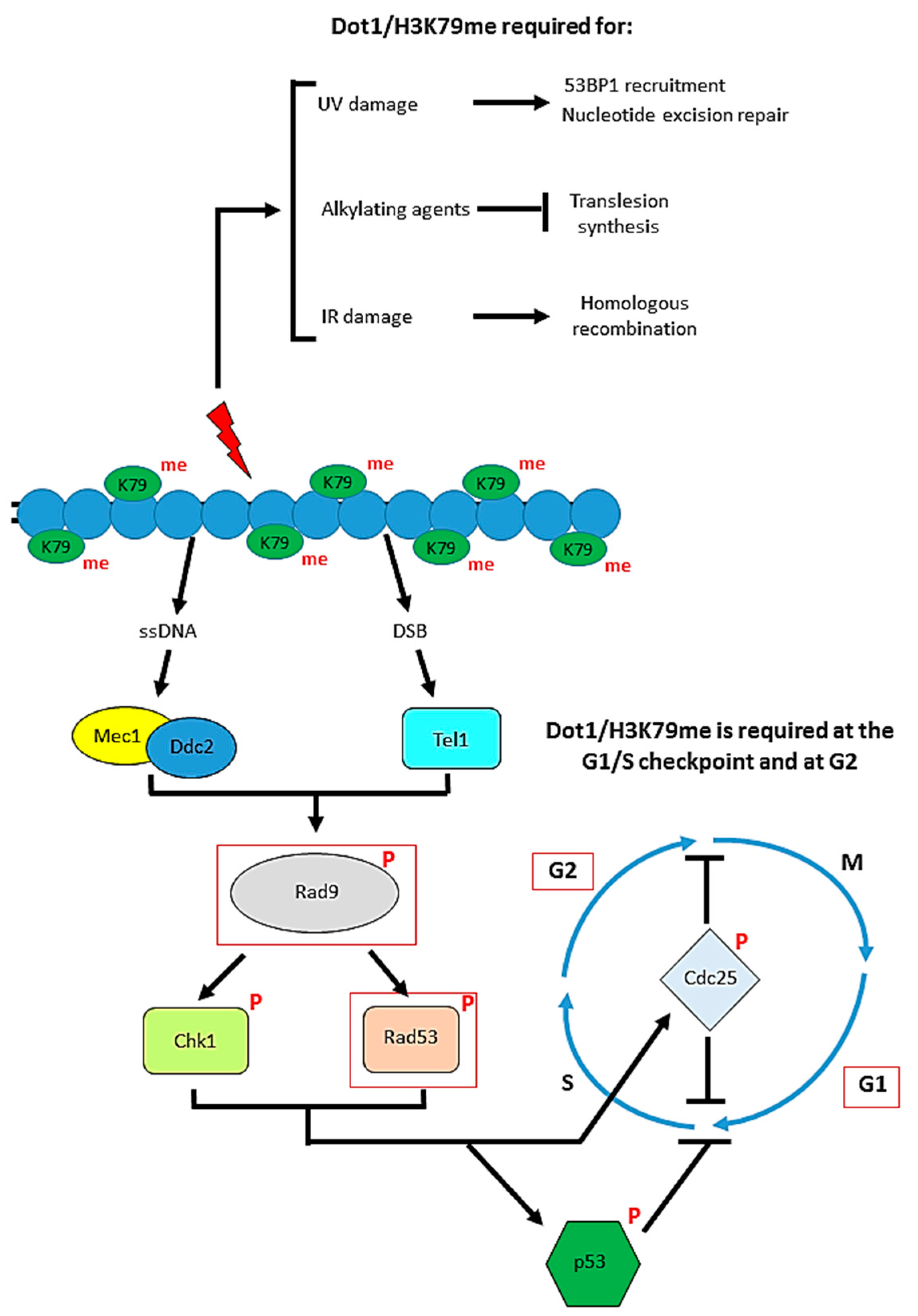 Biomolecules 08 00011 g004
