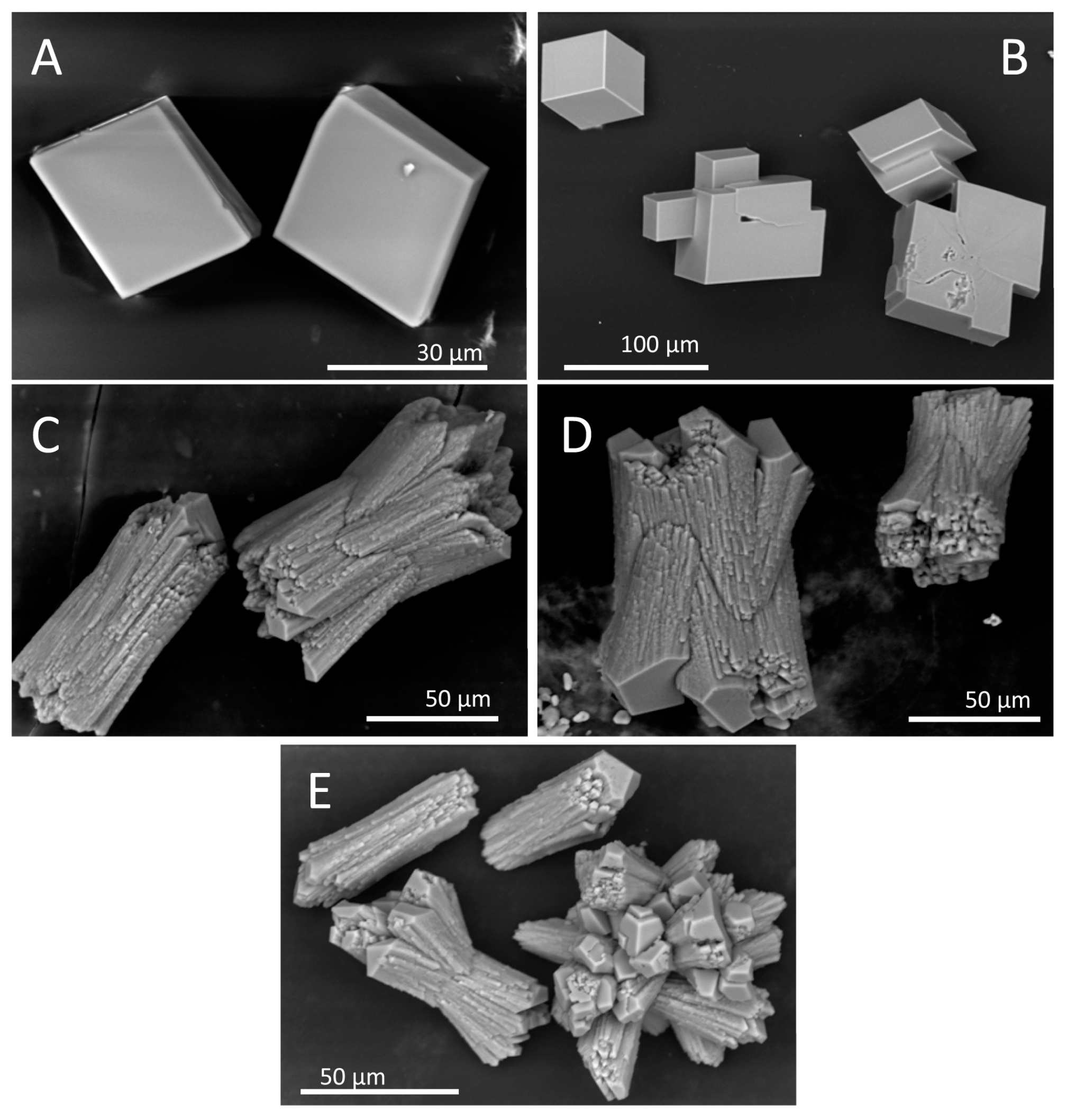 Biomolecules 08 00013 g006