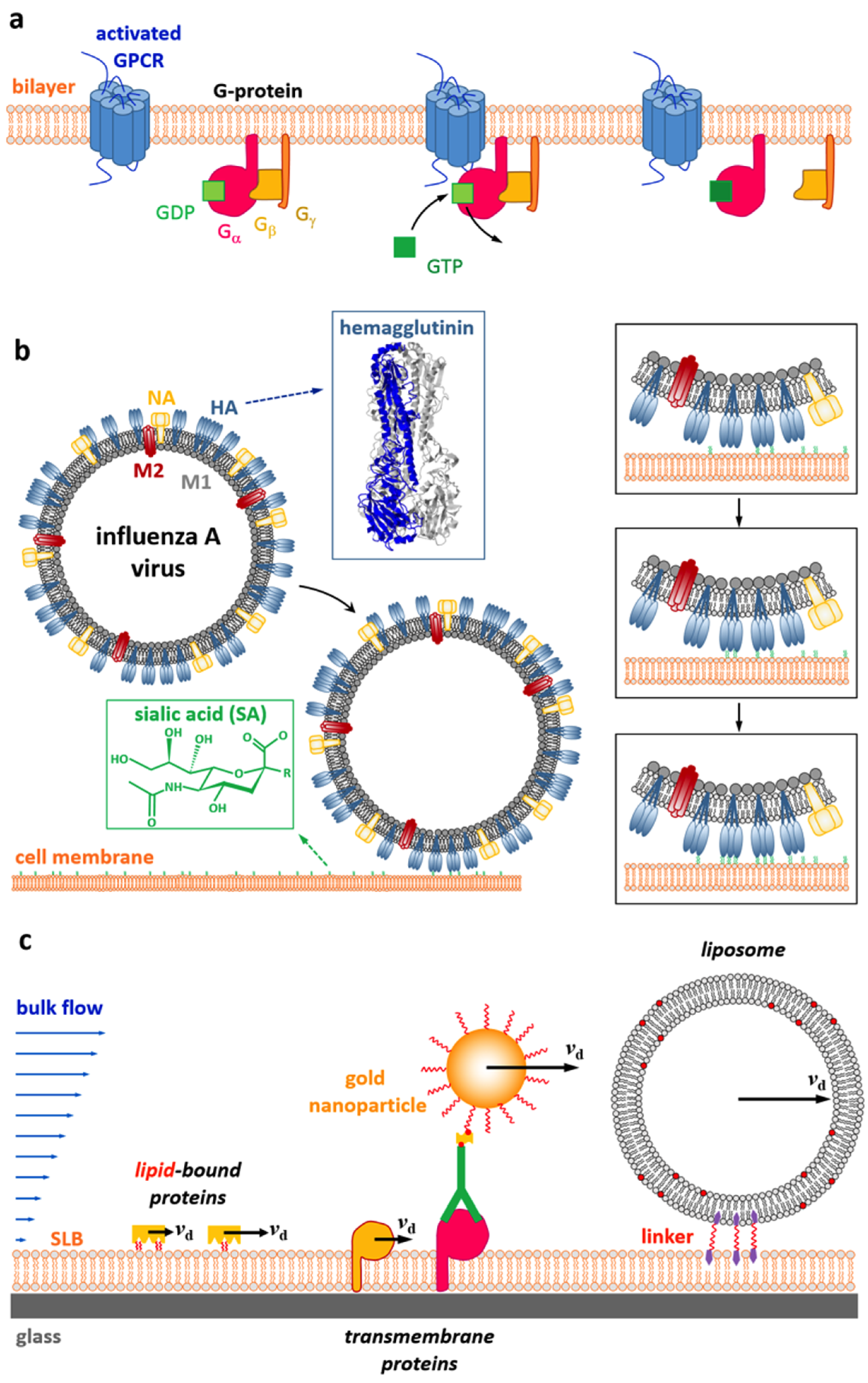 Biomolecules 08 00030 g001