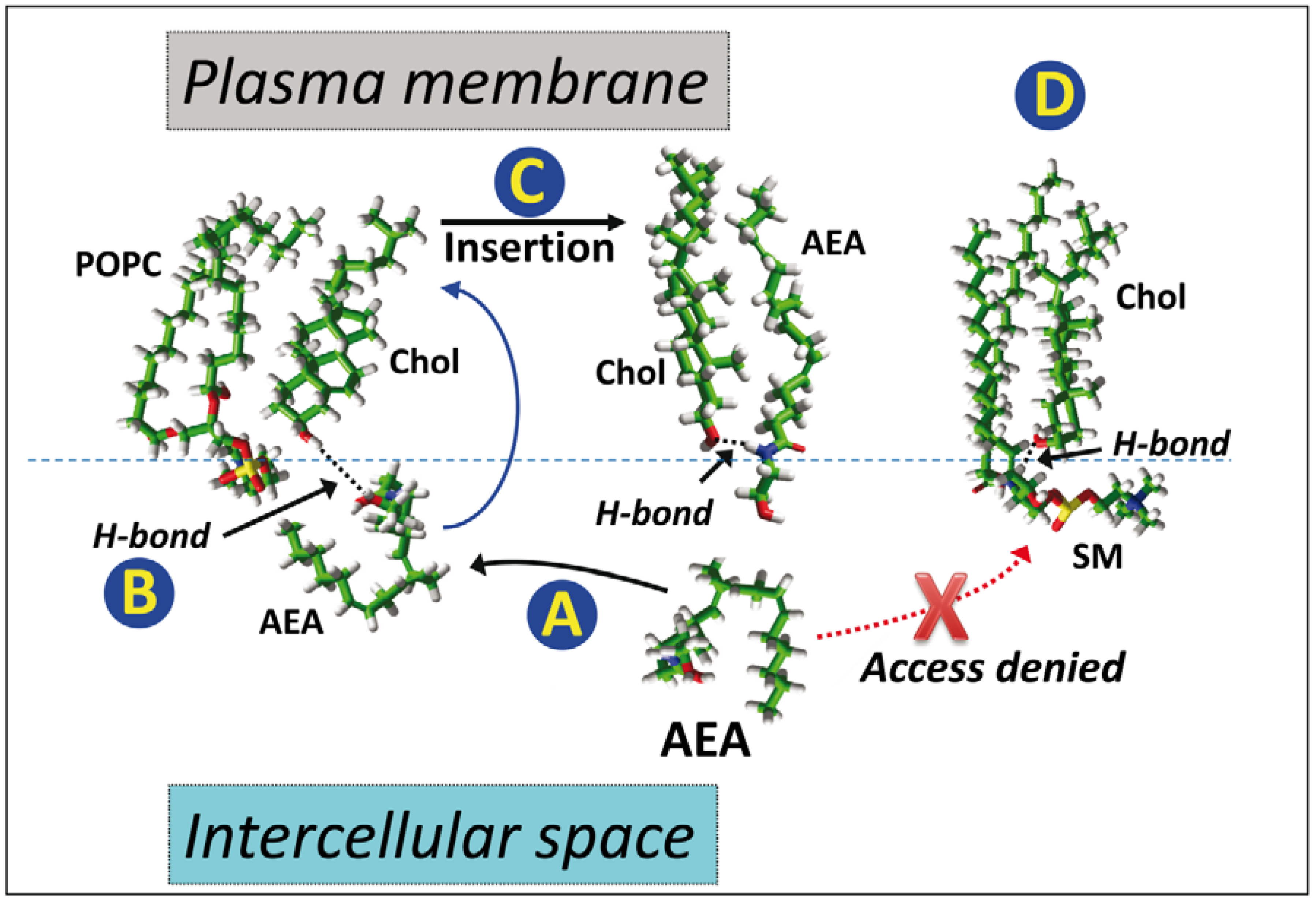 Biomolecules 08 00031 g006