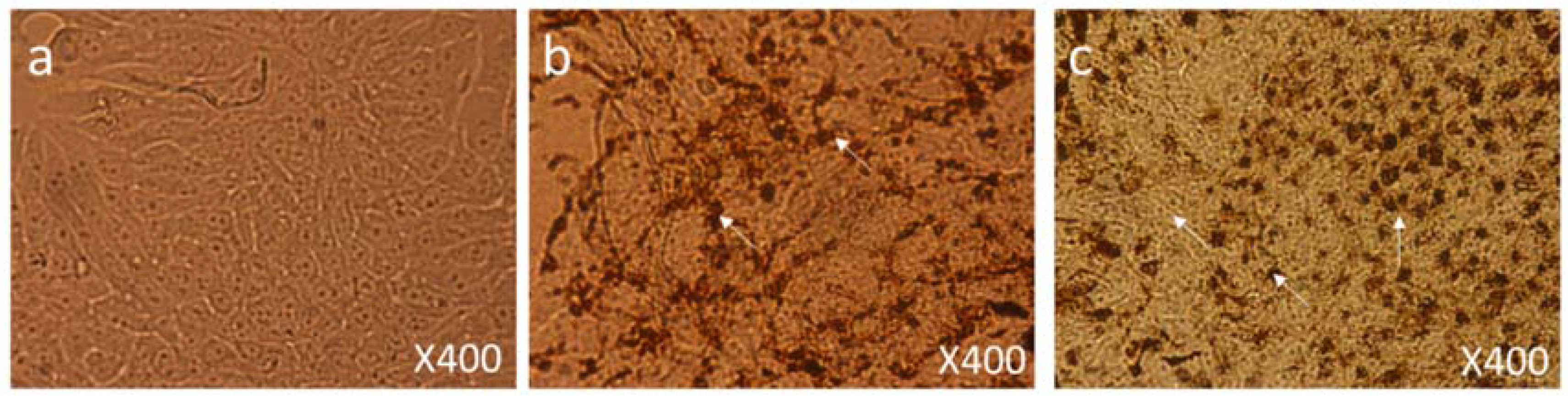 Biomolecules 08 00032 g008