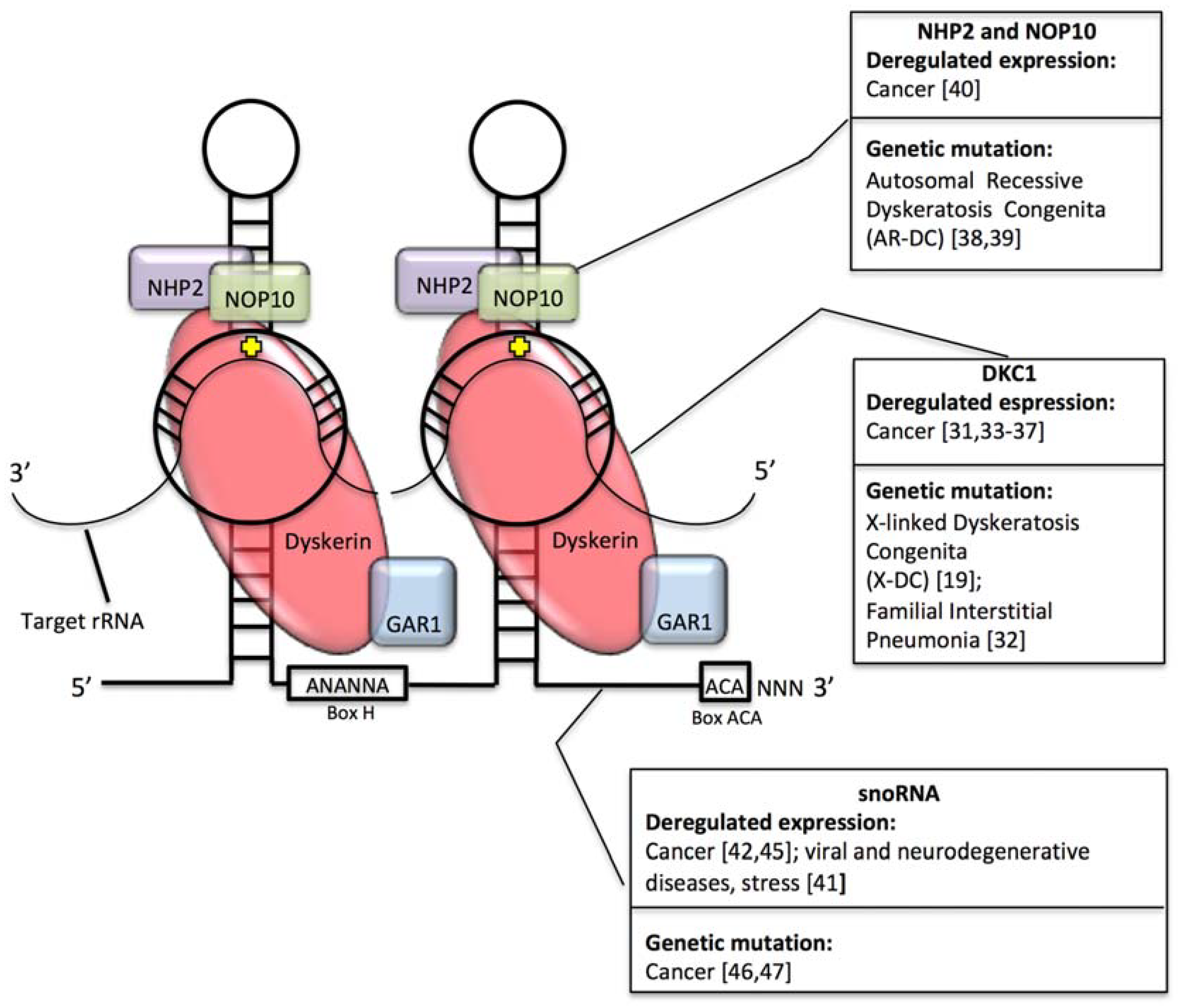 Biomolecules 08 00038 g002