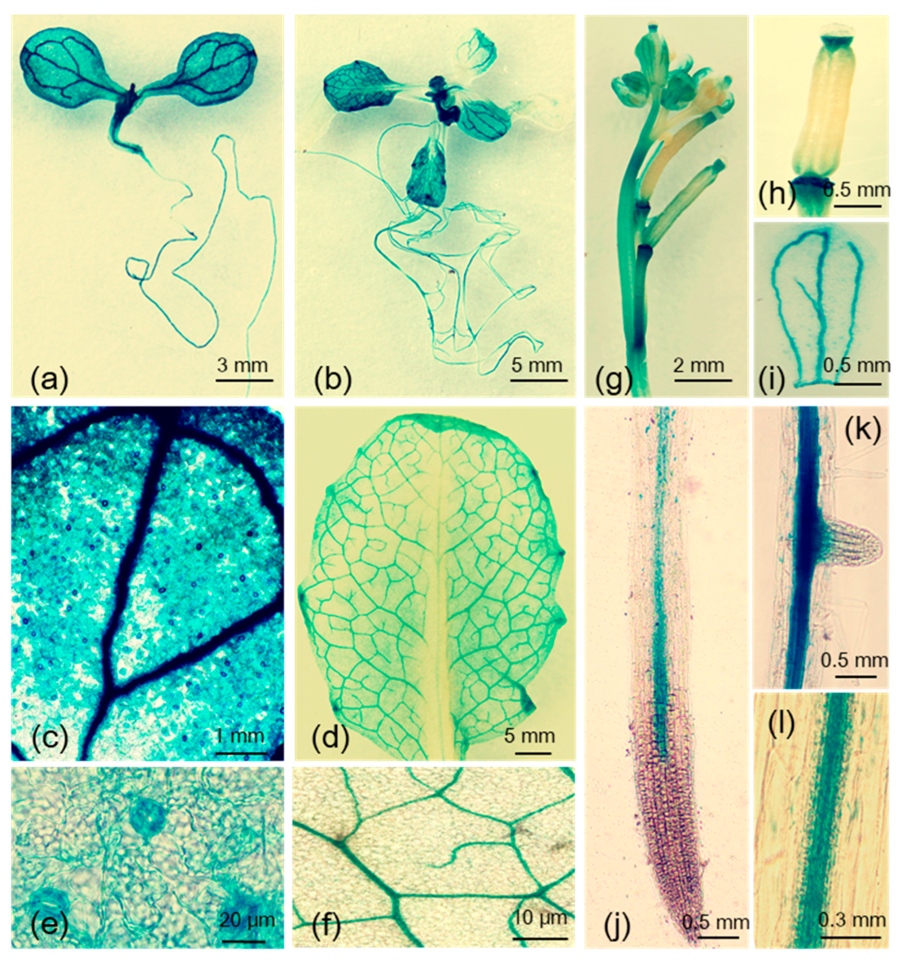 Biomolecules 08 00039 g001