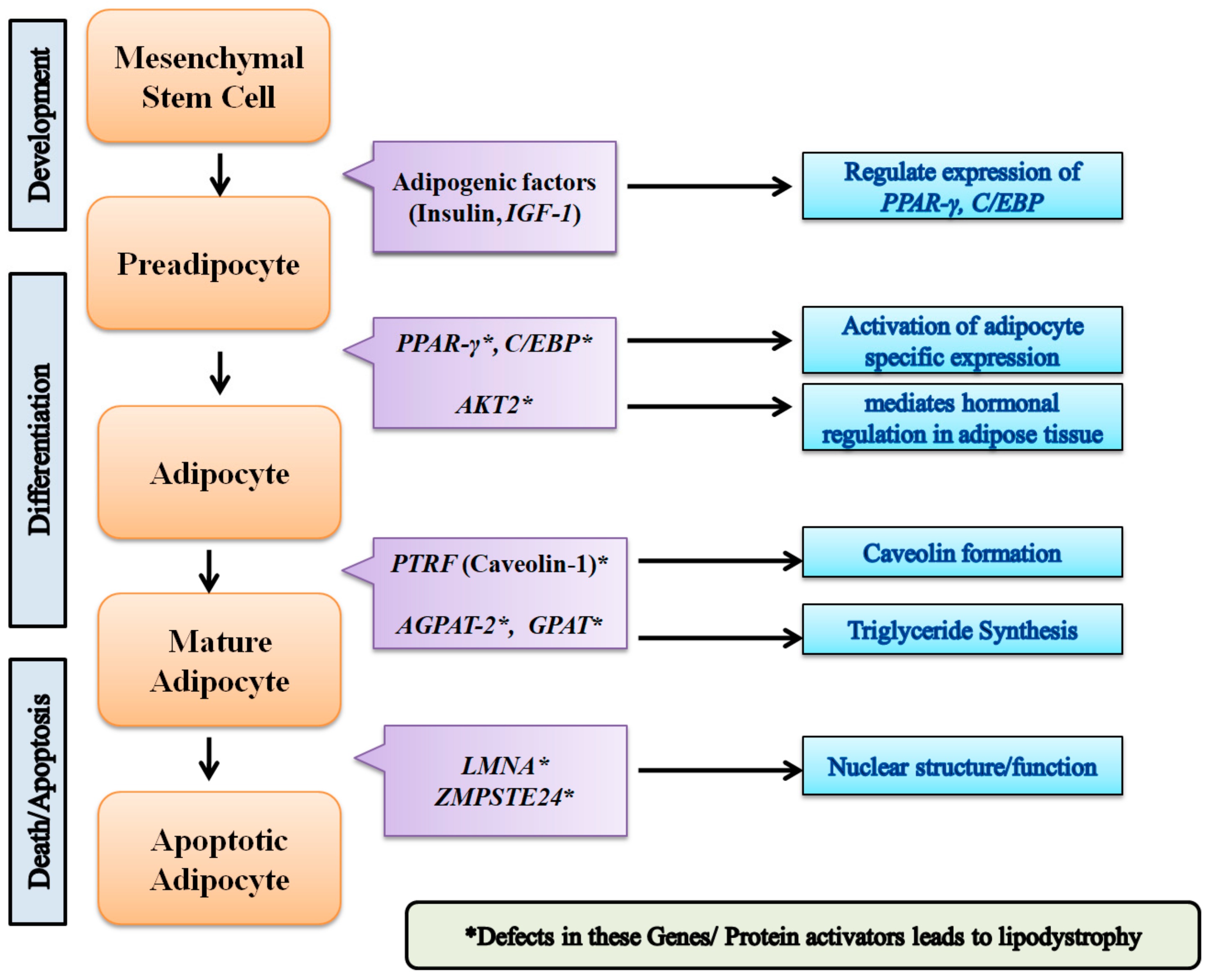 Biomolecules 08 00047 g001