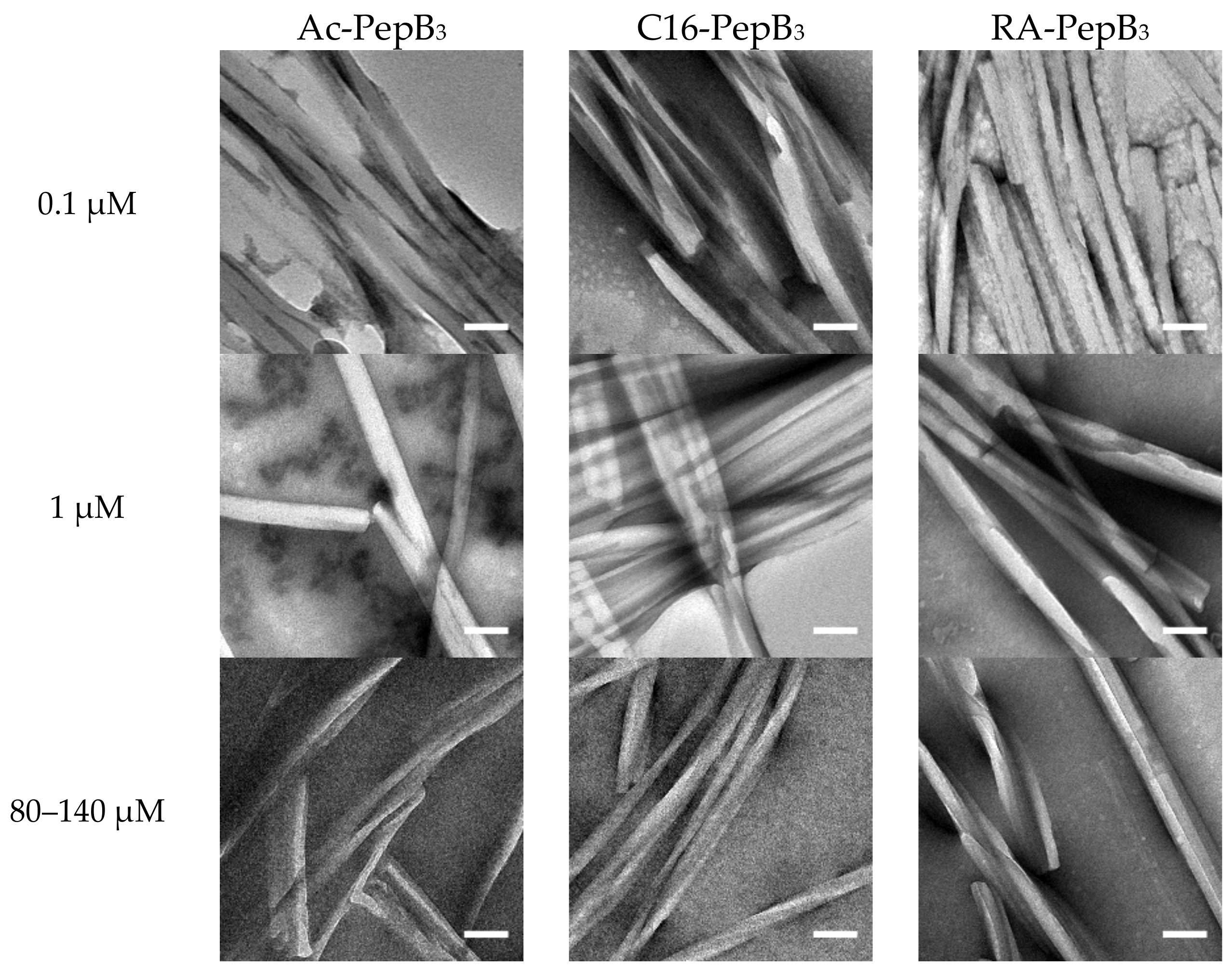 Biomolecules 08 00048 g003