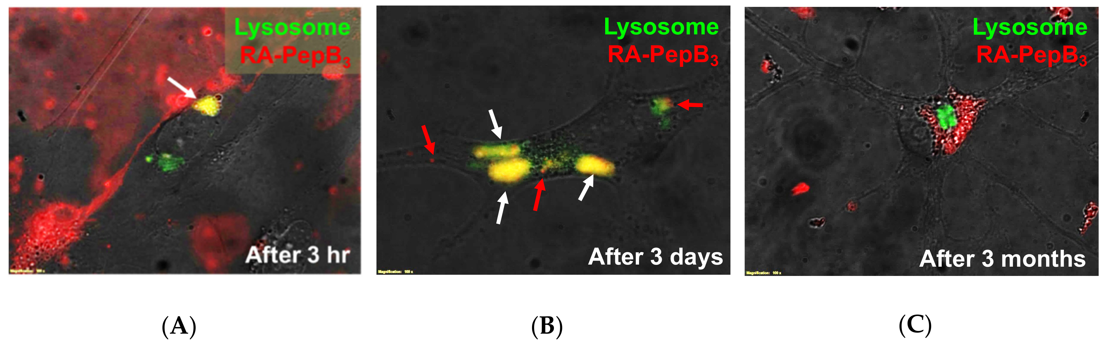 Biomolecules 08 00048 g008