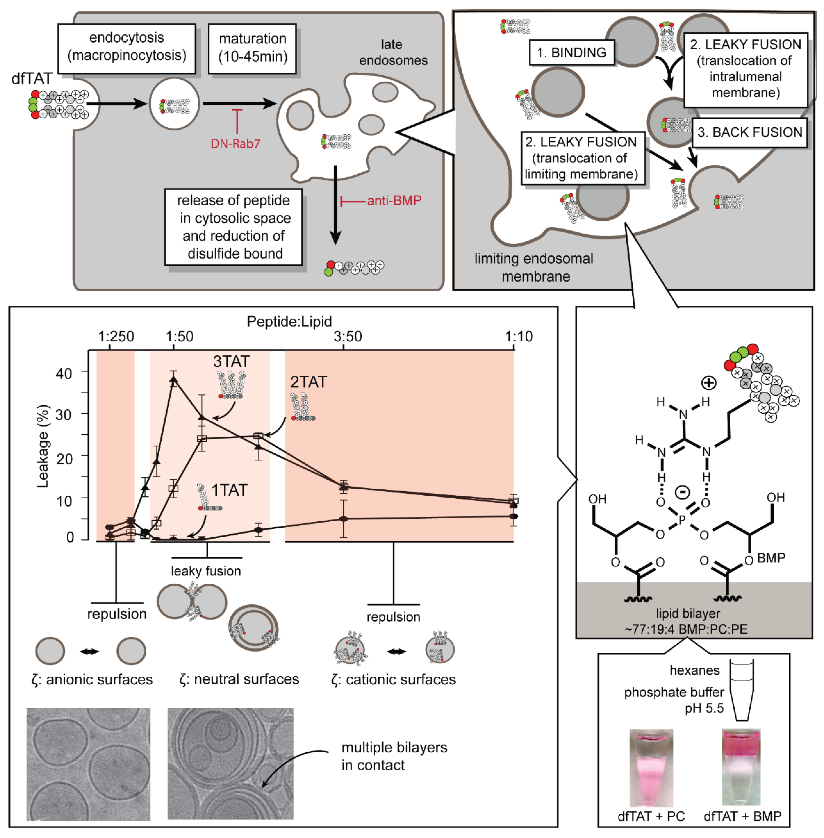 Biomolecules 08 00050 g002
