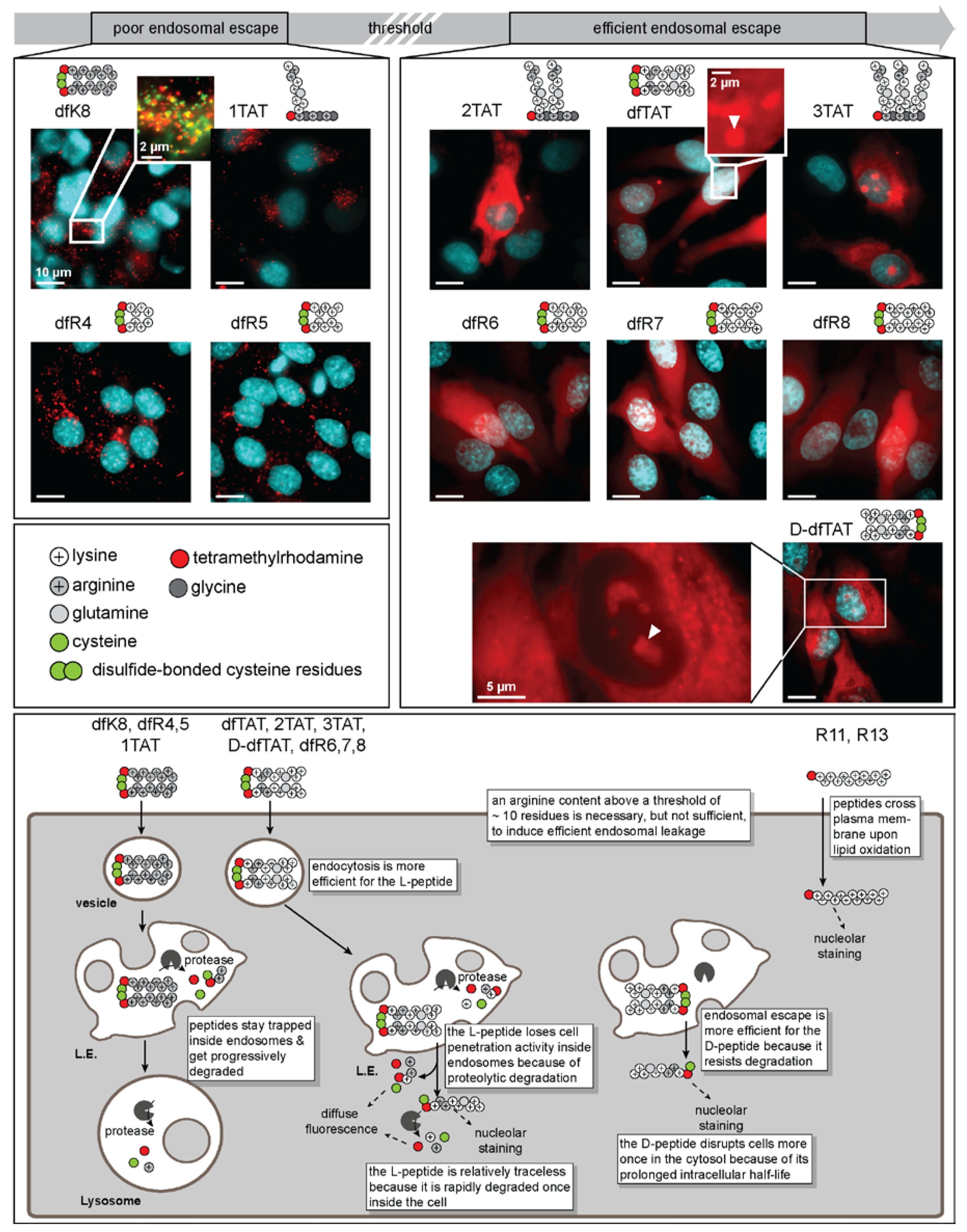 Biomolecules 08 00050 g003