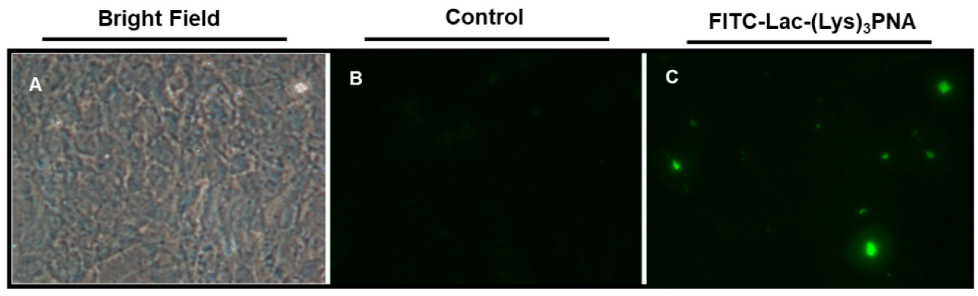 Biomolecules 08 00055 g001 Biomolecules 08 00055 g001