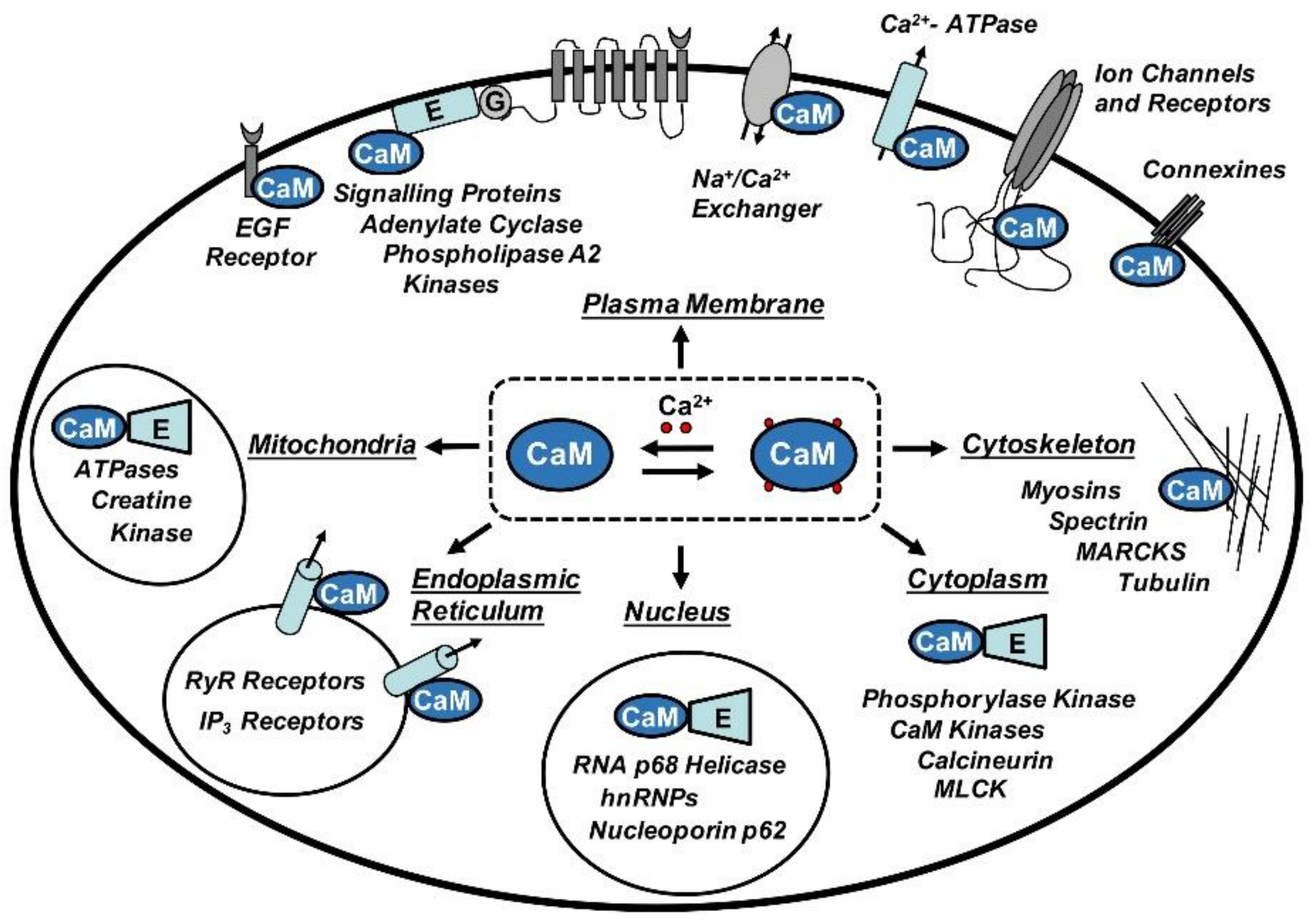 Biomolecules 08 00057 g001 Biomolecules 08 00057 g001