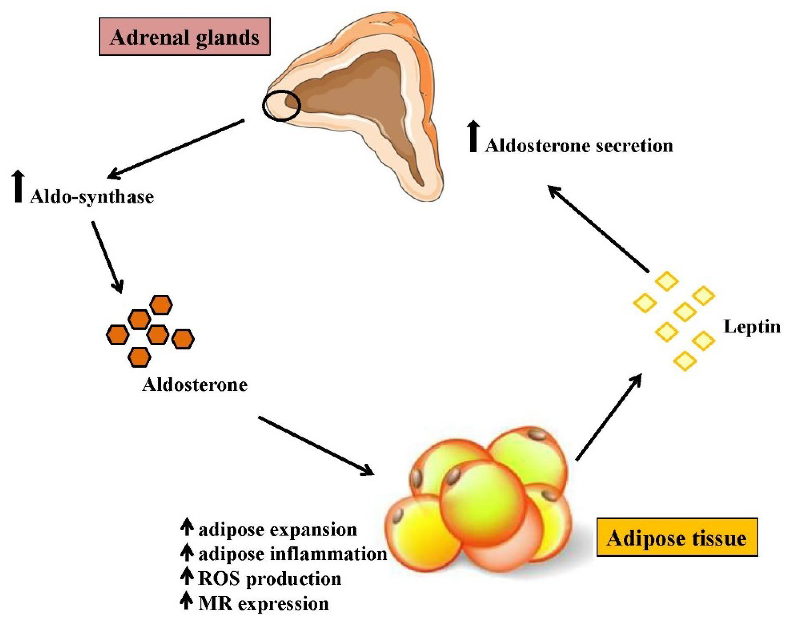 Biomolecules 08 00096 g002