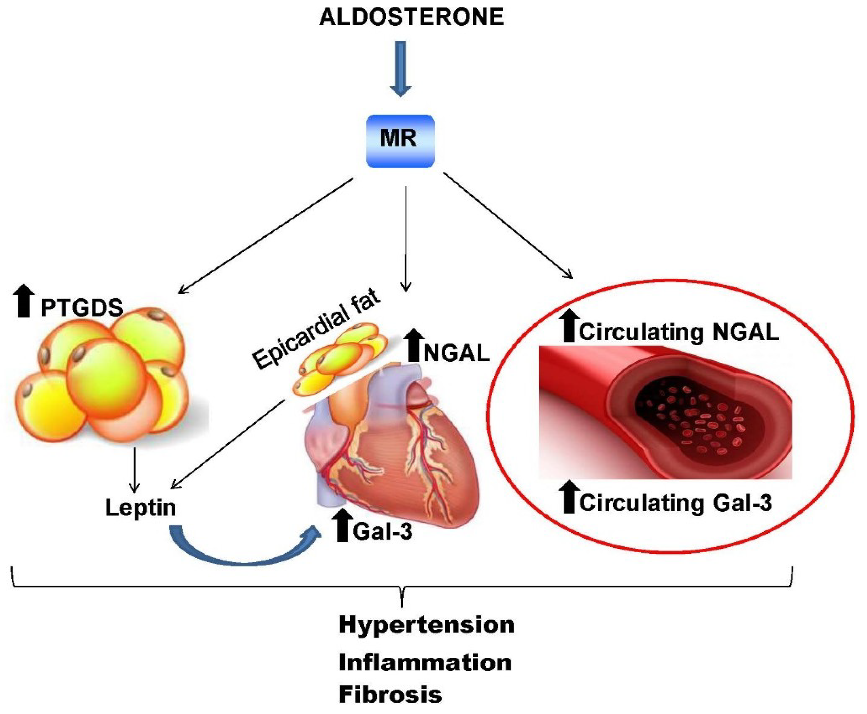 Biomolecules 08 00096 g003