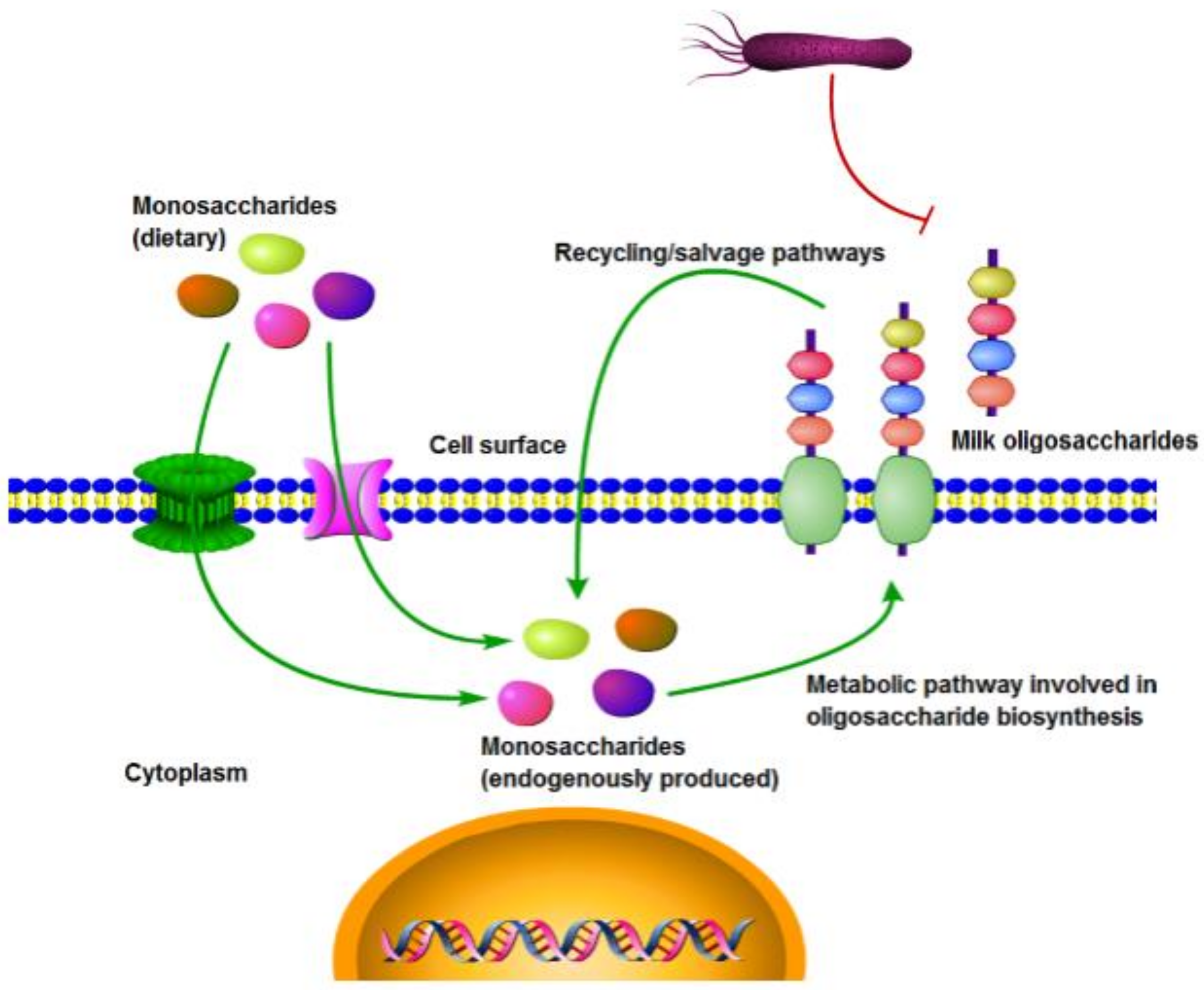 Biomolecules 08 00110 g002 Biomolecules 08 00110 g002
