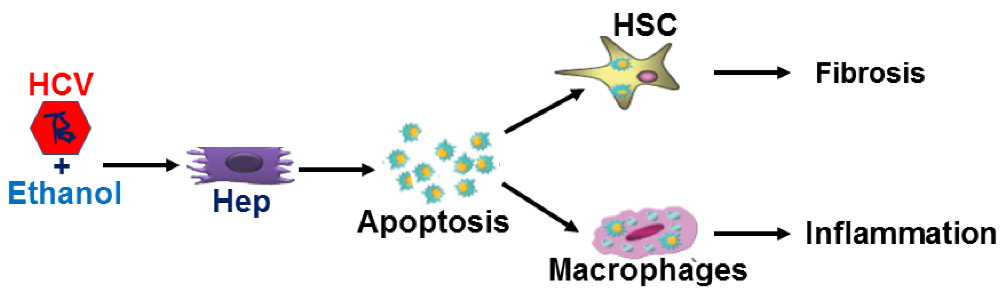 Biomolecules 08 00113 g007