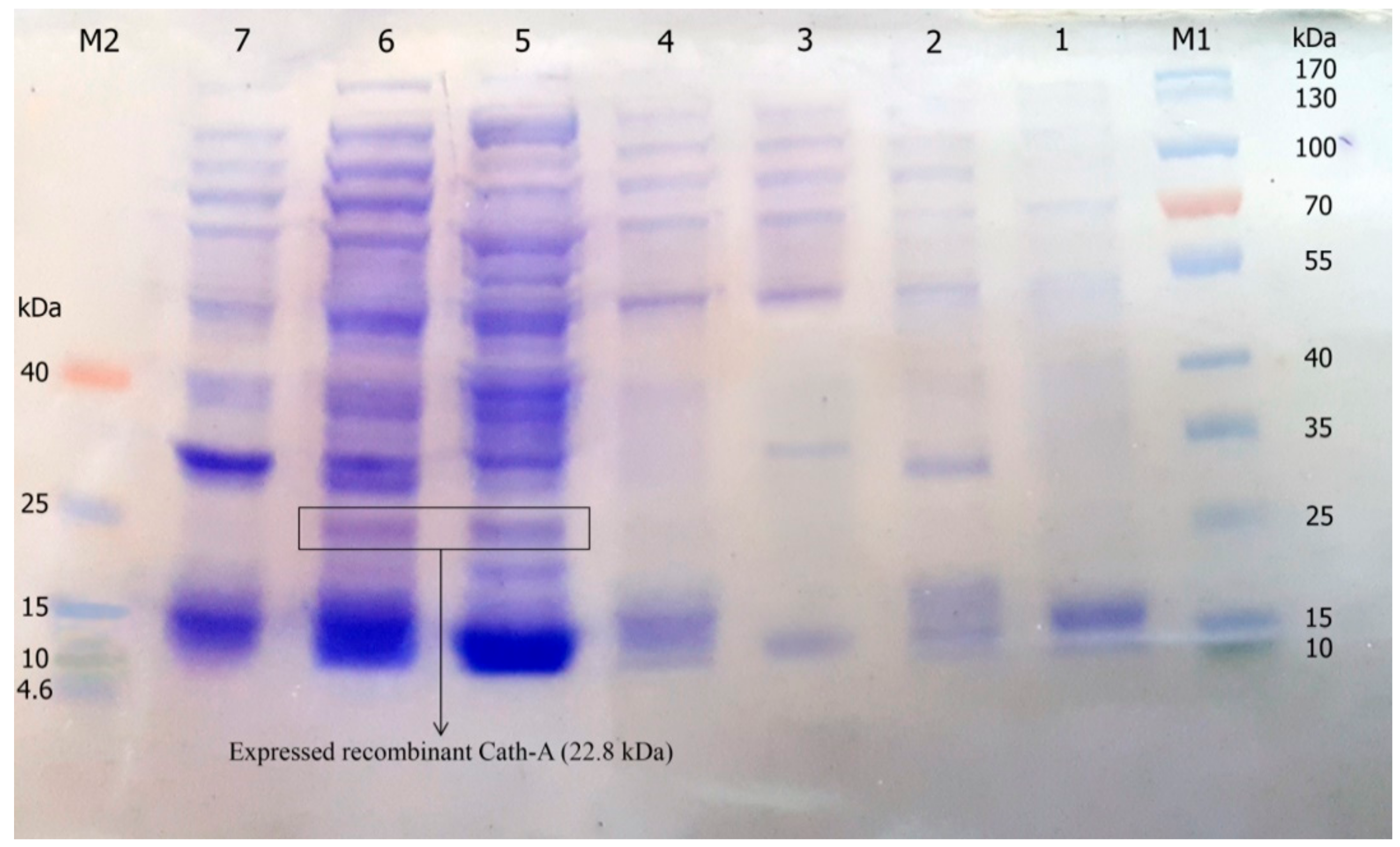 Biomolecules 08 00118 g003