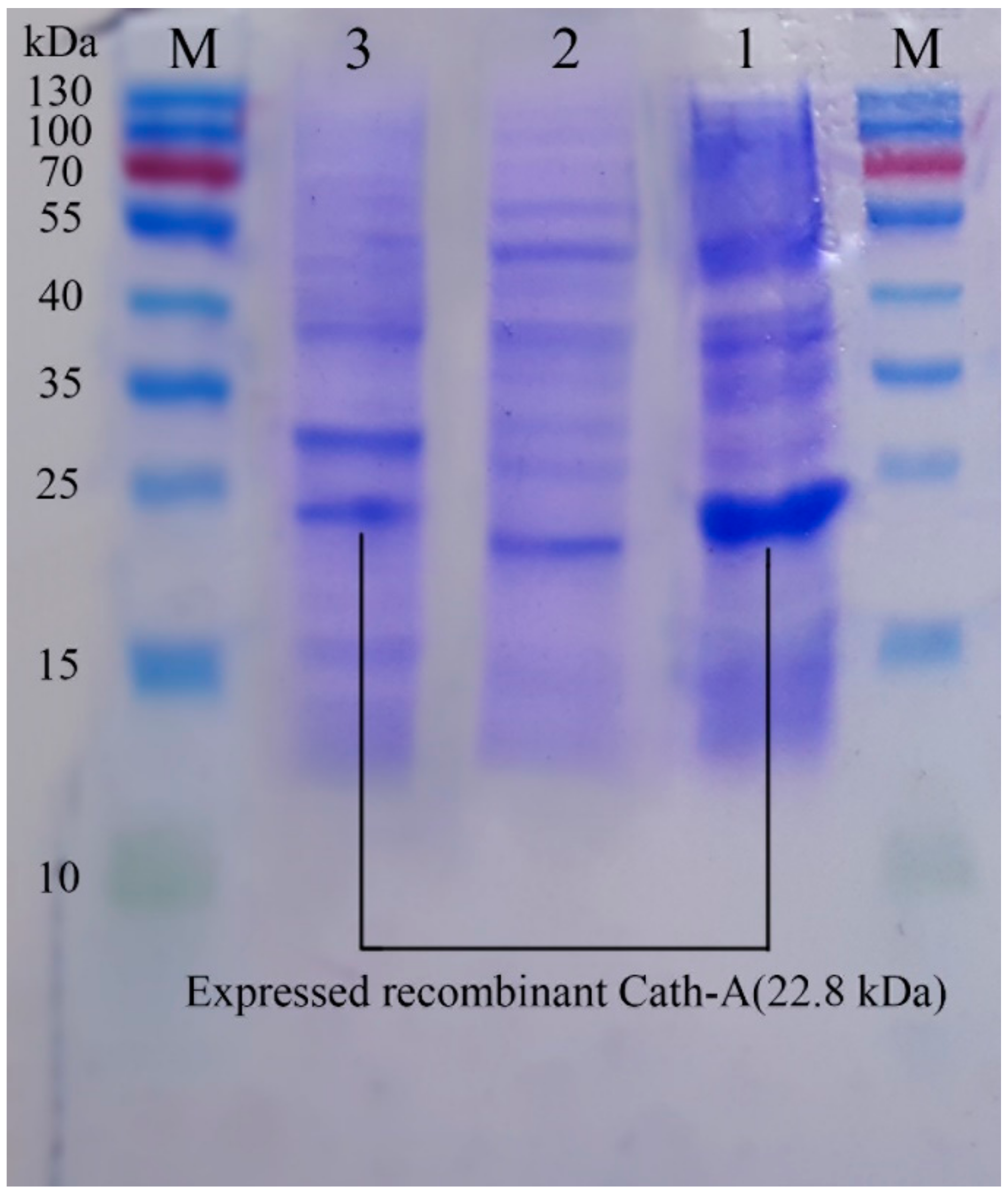 Biomolecules 08 00118 g004